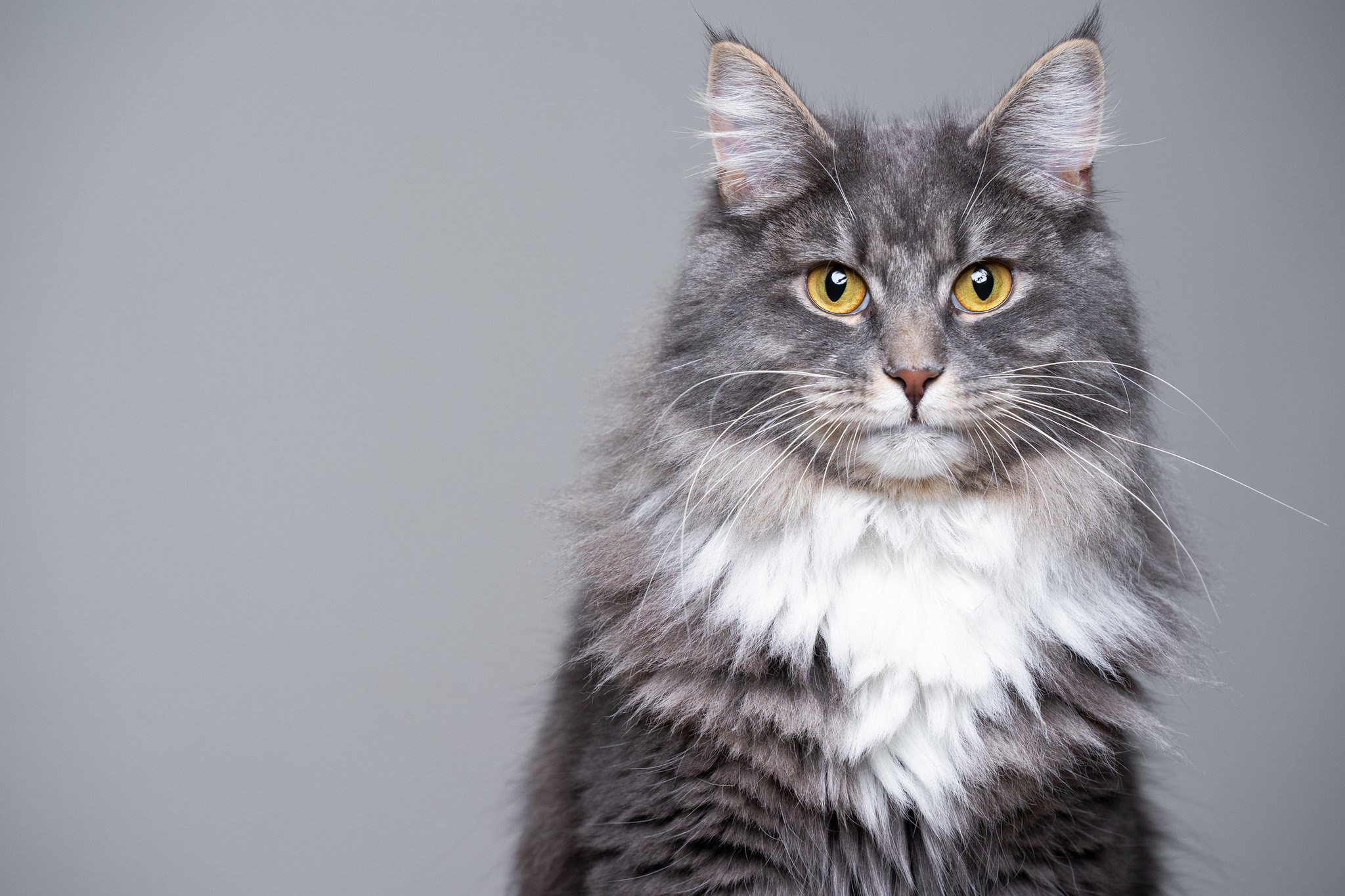 Baixe gratuitamente a imagem Animais, Gatos, Maine Coon na área de trabalho do seu PC