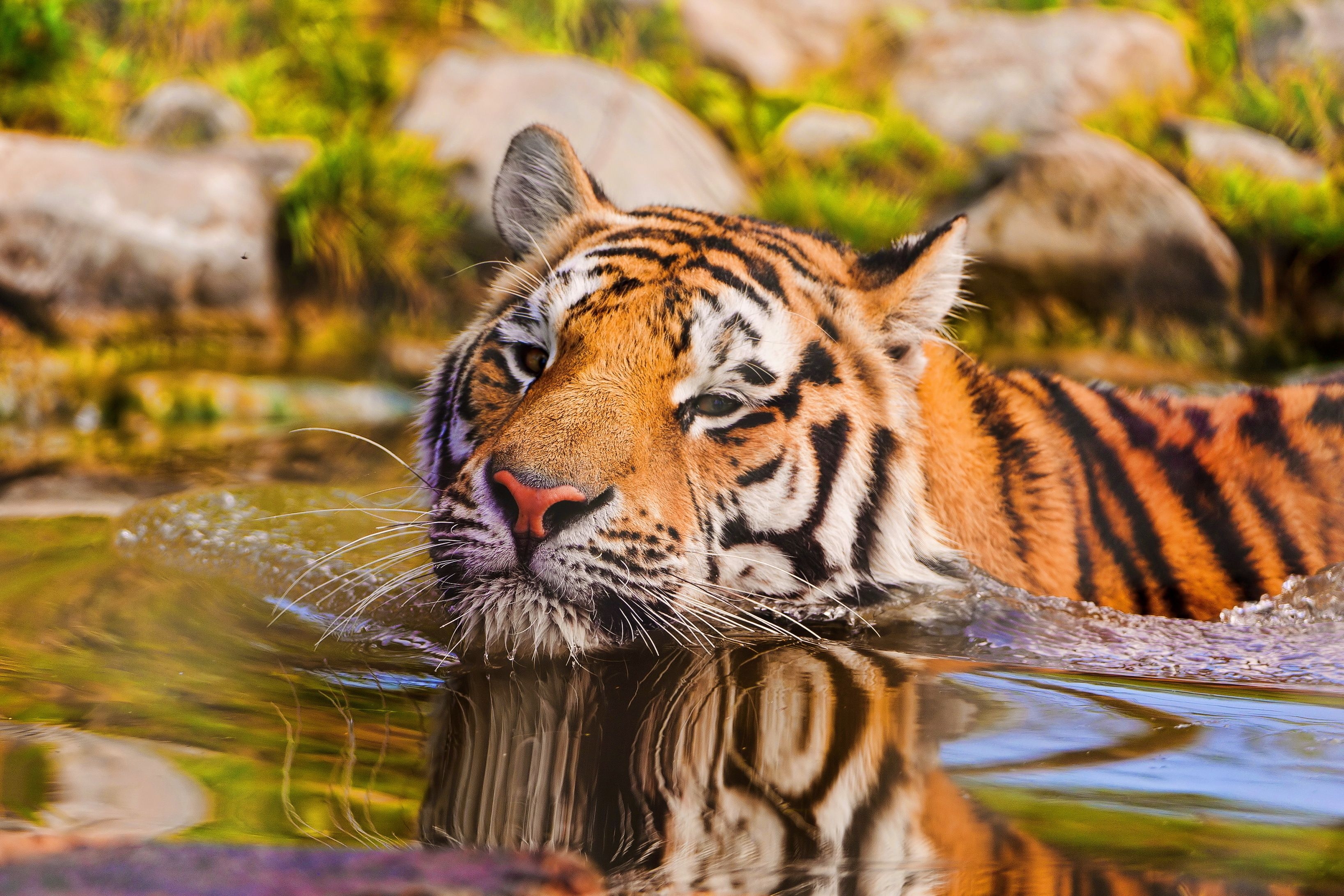 animals, water, muzzle, tiger, to swim, swim