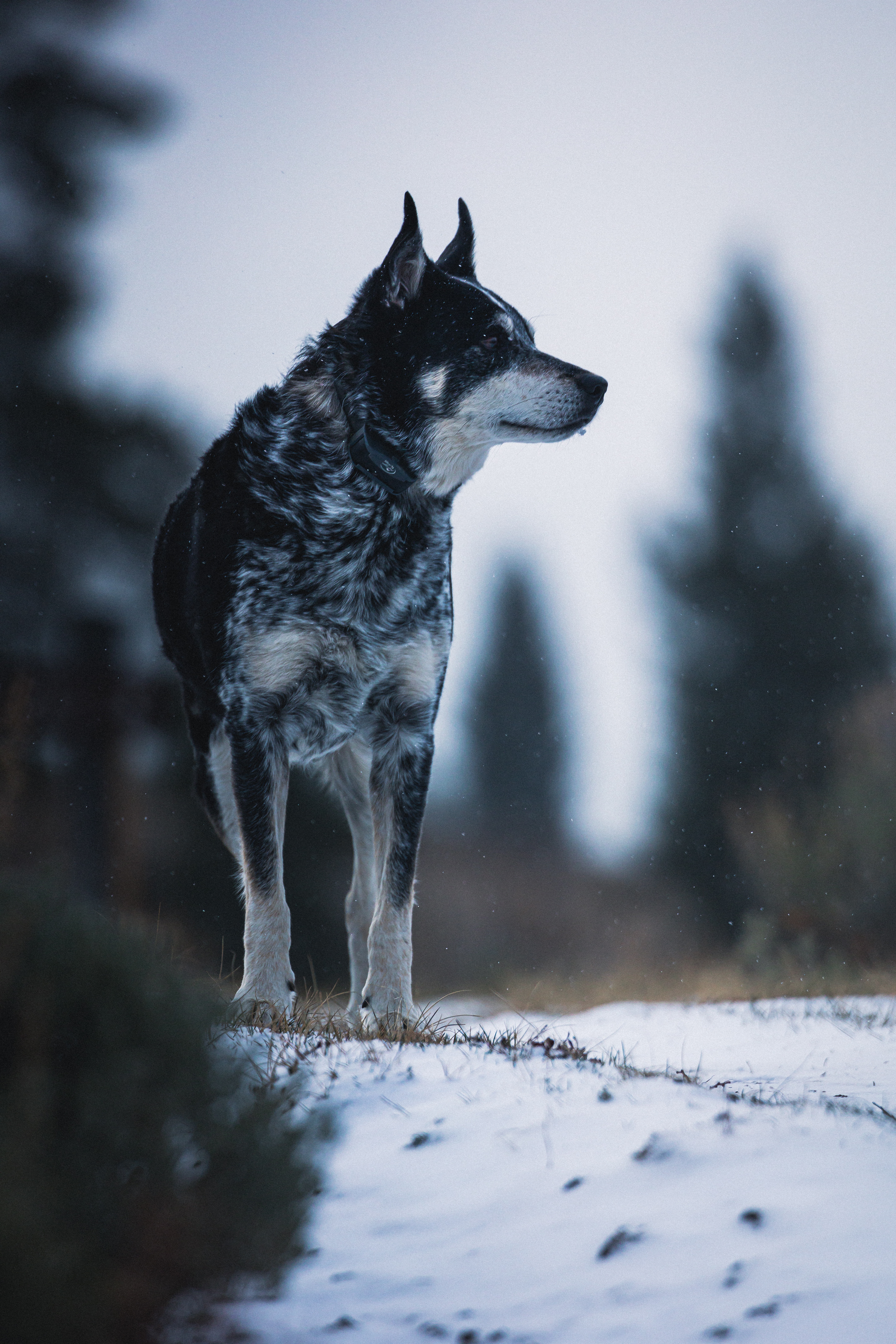Laden Sie das Haustier, Schnee, Sicht, Meinung, Tiere, Natur, Hund-Bild kostenlos auf Ihren PC-Desktop herunter