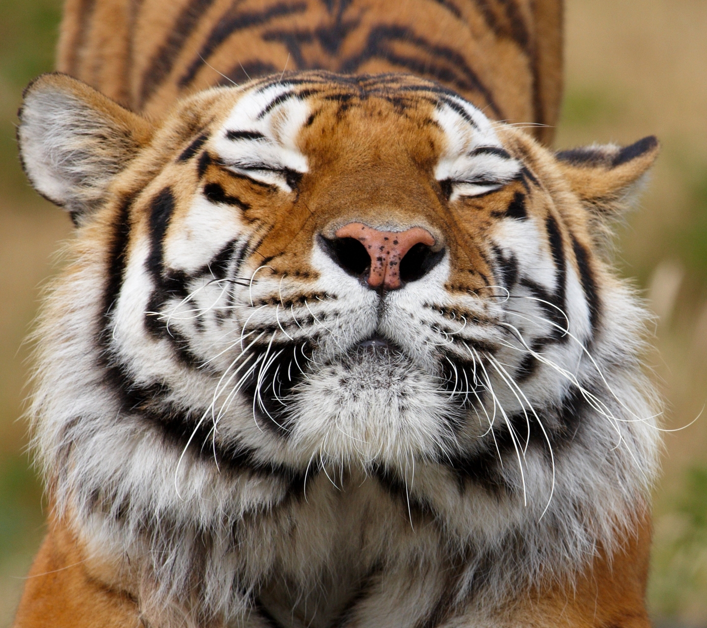 Download mobile wallpaper Cats, Tiger, Animal for free.