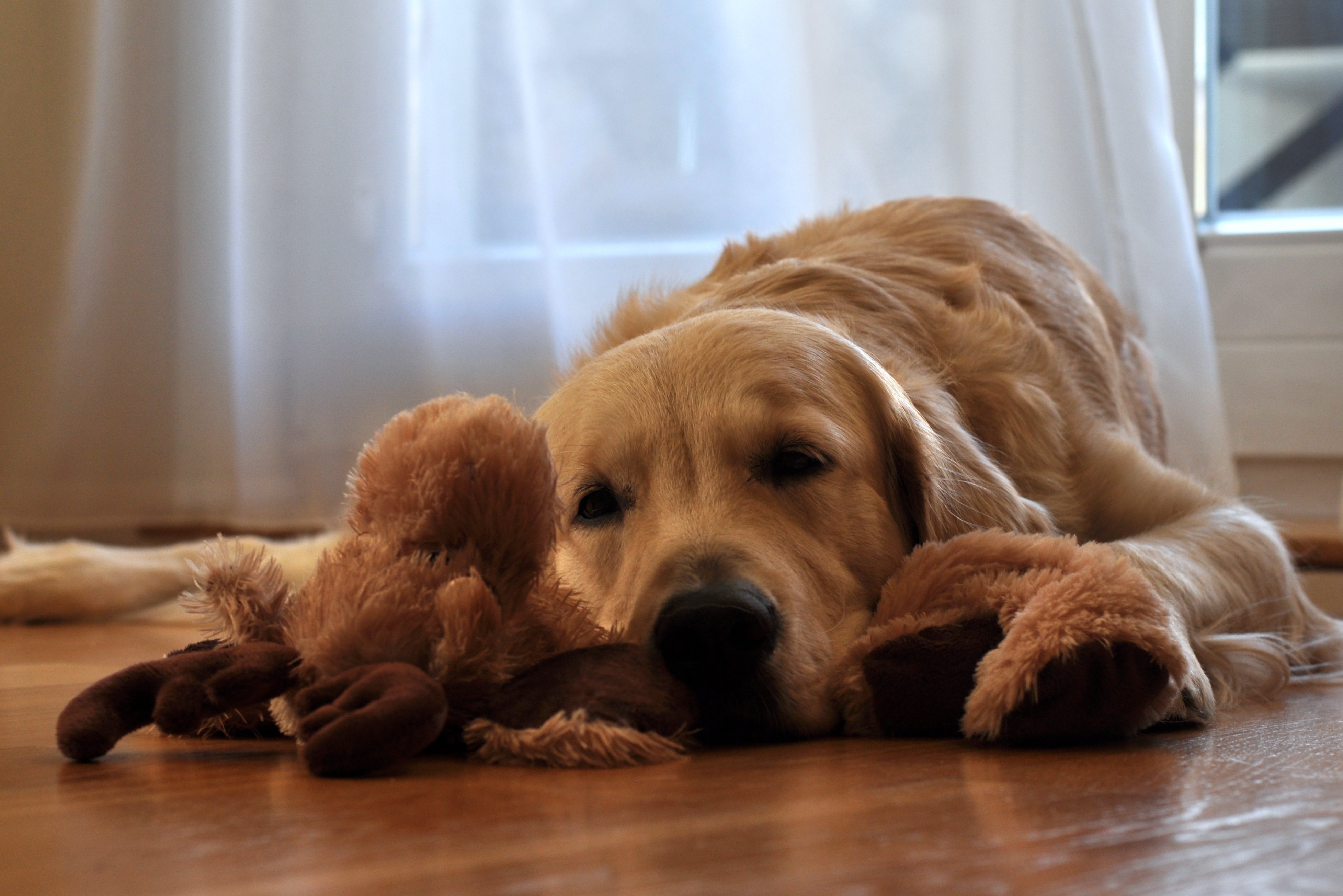 Free download wallpaper Dogs, Dog, Animal, Golden Retriever, Resting, Stuffed Animal on your PC desktop