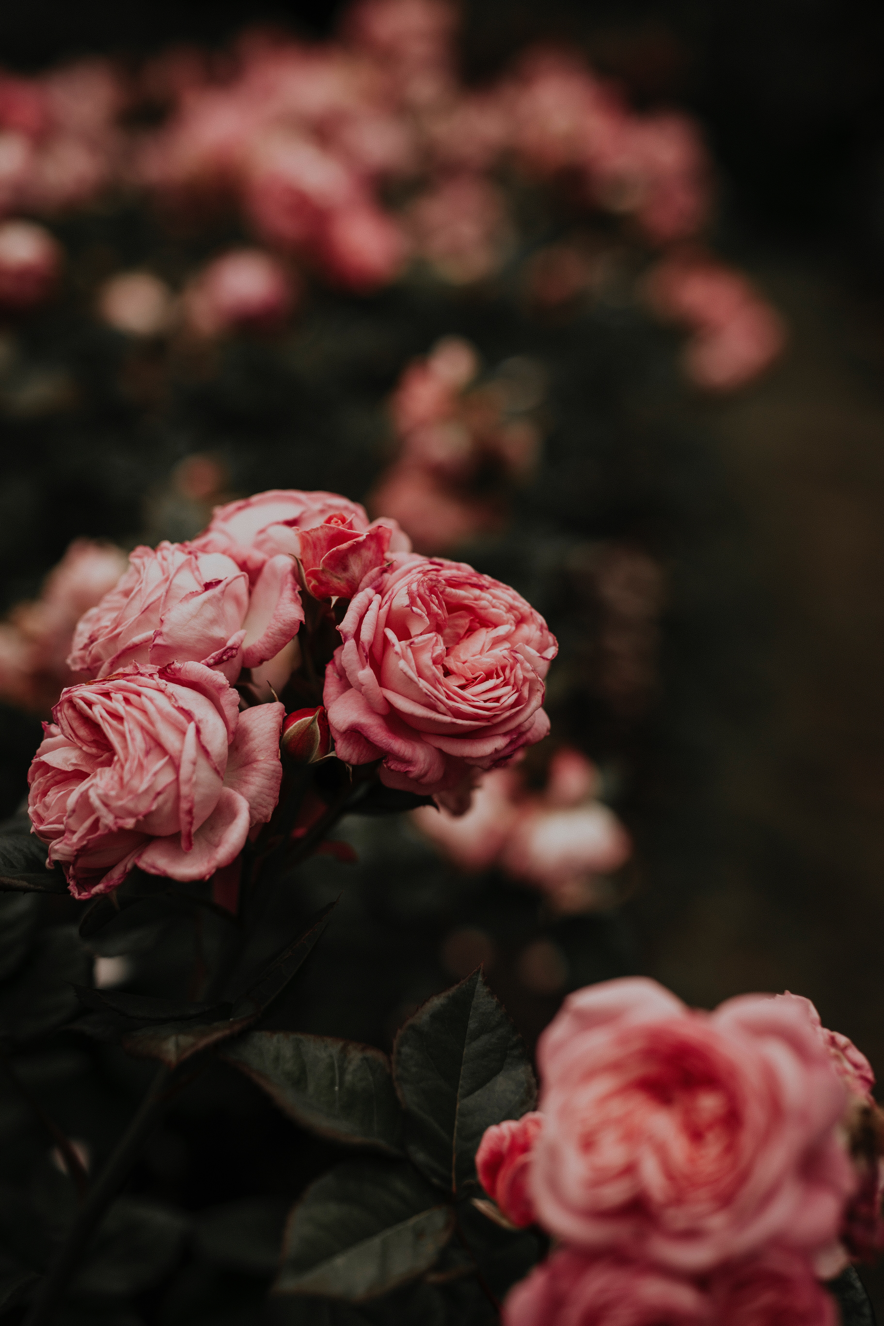 Download mobile wallpaper Roses, Flowers, Flowerbed, Flower Bed, Pink for free.
