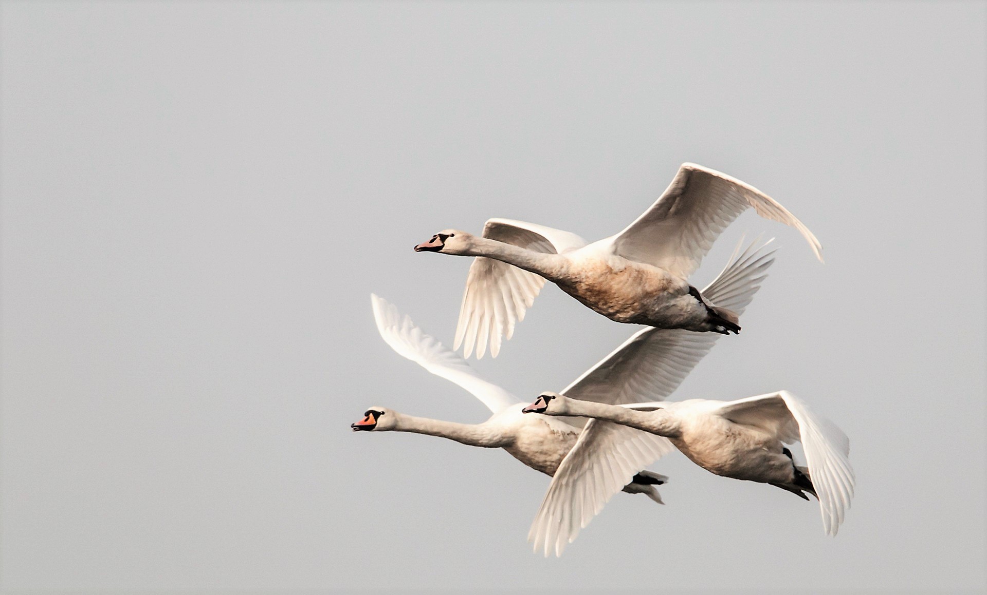 Free download wallpaper Birds, Bird, Animal, Swan, Flying on your PC desktop
