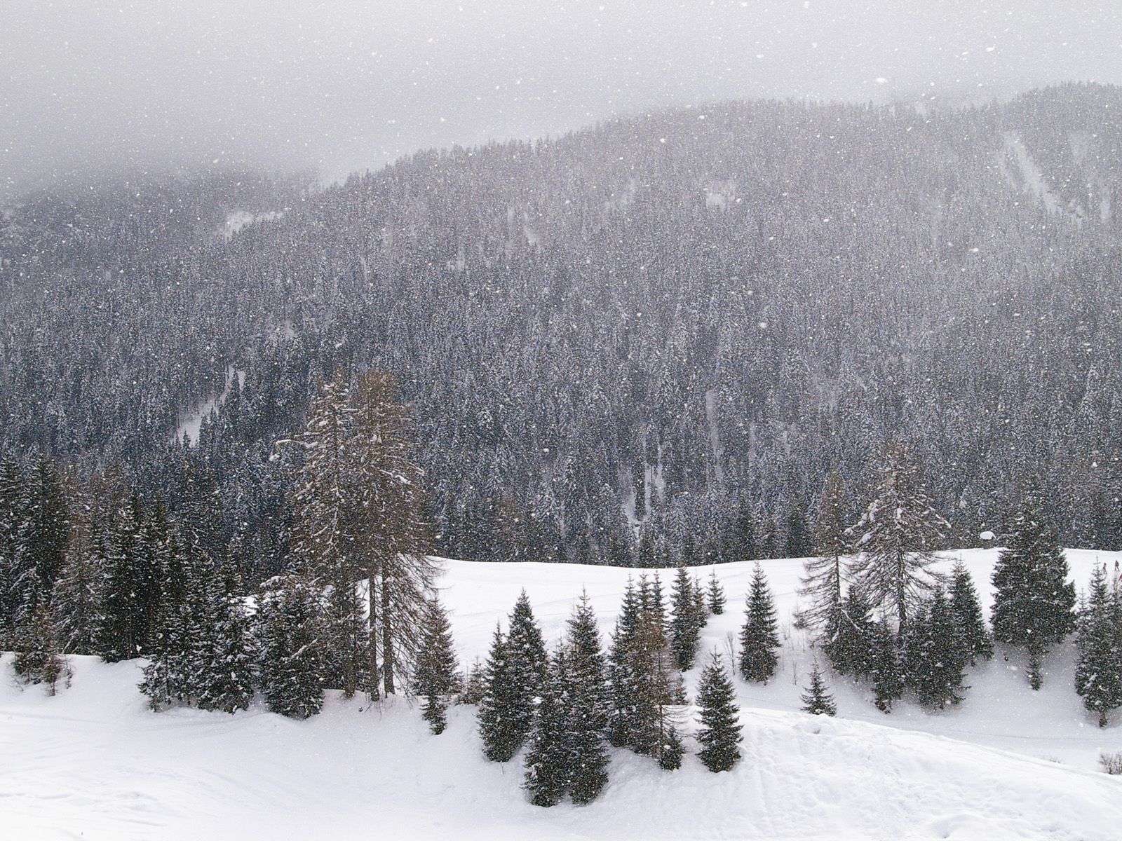 Скачать обои бесплатно Природа, Горы, Лес, Хвойные, Зима картинка на рабочий стол ПК