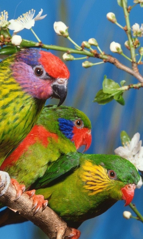 Download mobile wallpaper Birds, Animal, Parrot, Lorikeet for free.