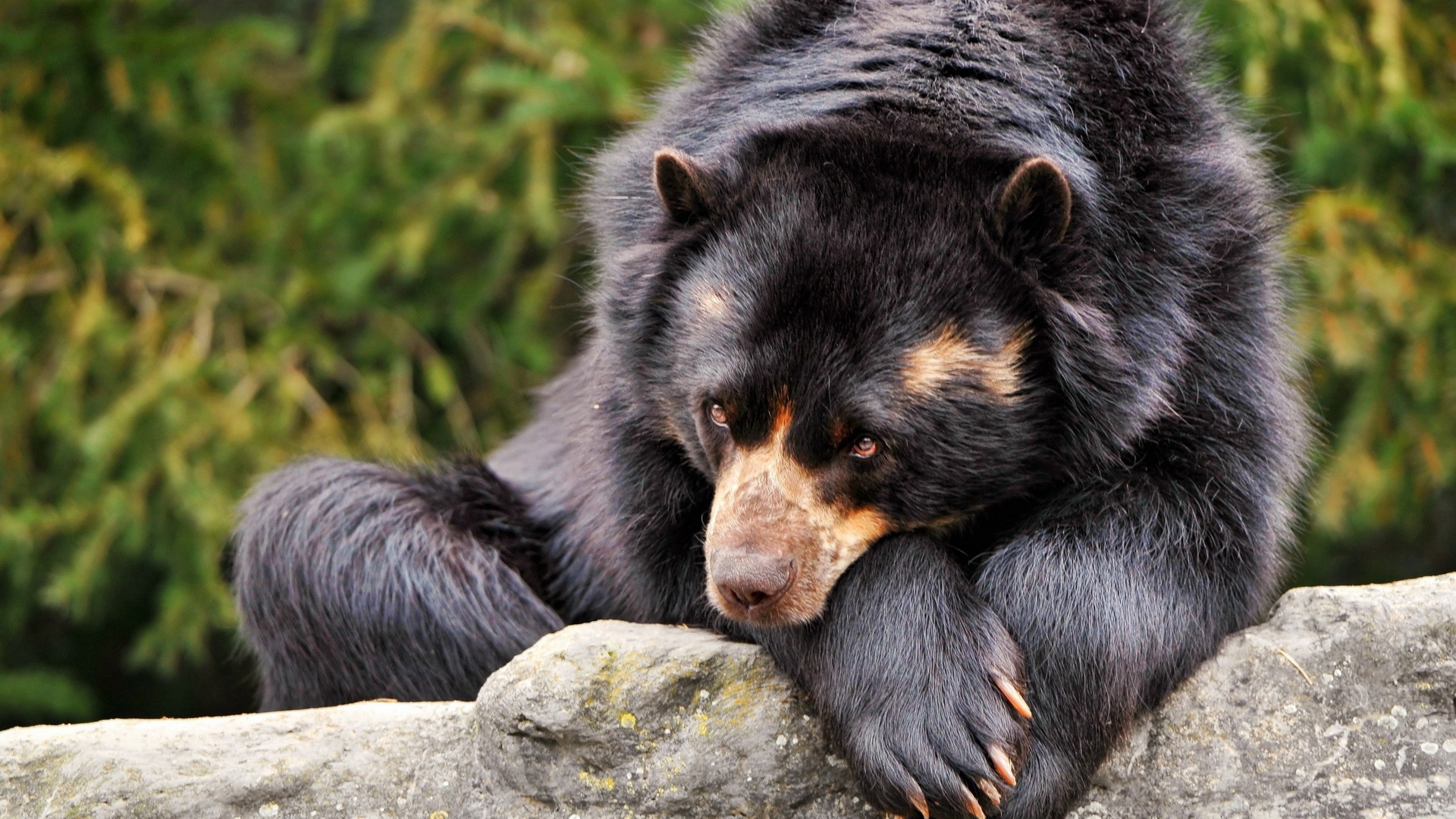 無料モバイル壁紙動物, クマをダウンロードします。