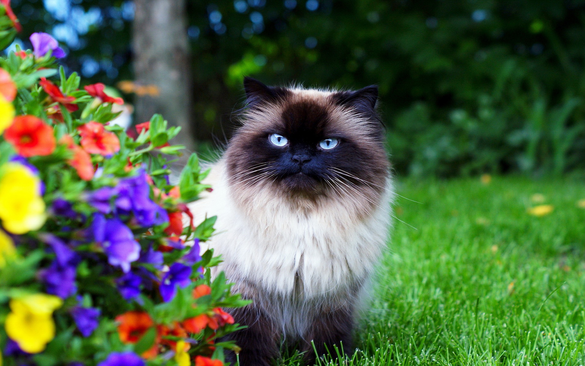 Baixe gratuitamente a imagem Animais, Gatos, Gato na área de trabalho do seu PC