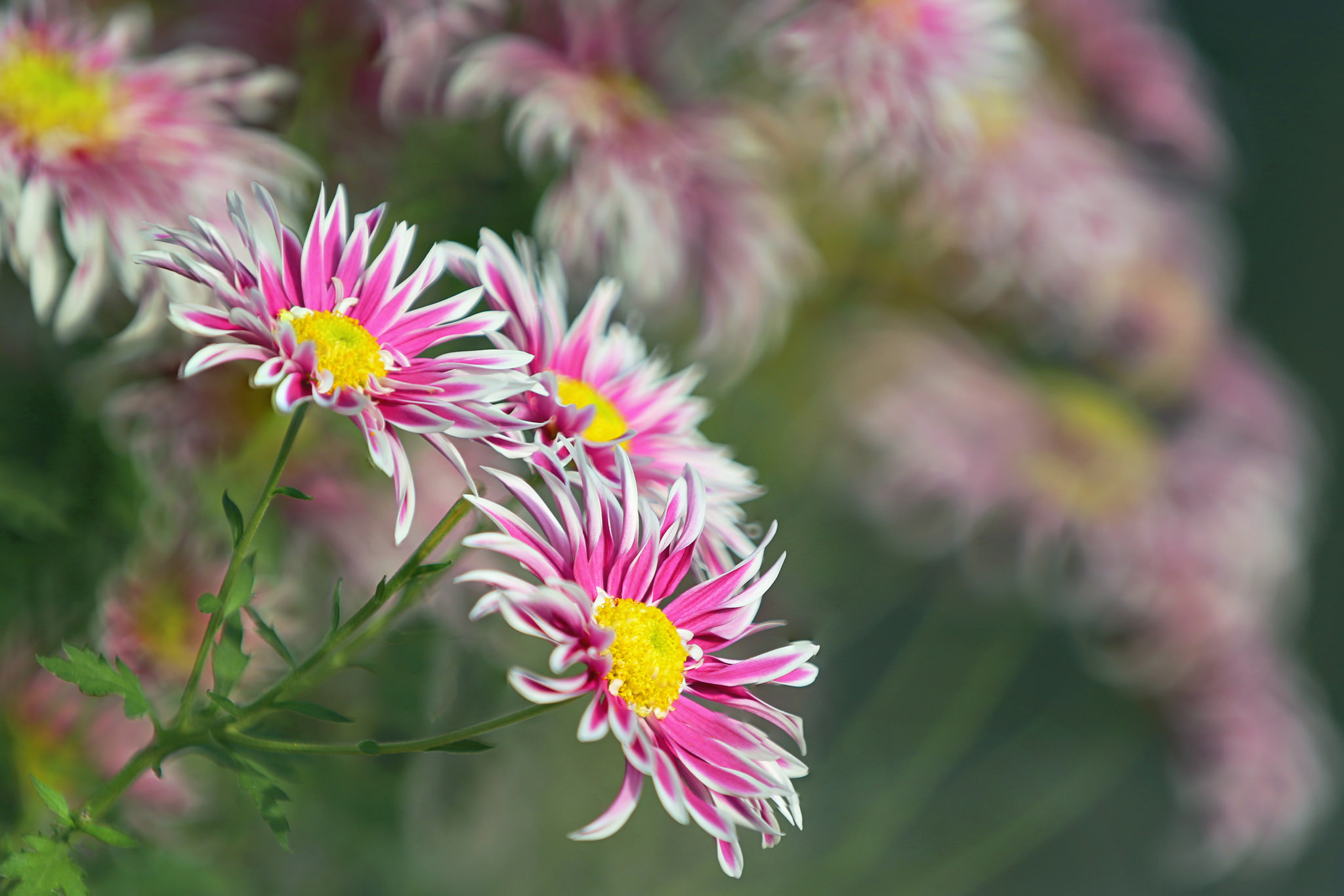 Laden Sie das Natur, Blumen, Blume, Bokeh, Erde/natur, Pinke Blume, Chrysanthemen-Bild kostenlos auf Ihren PC-Desktop herunter