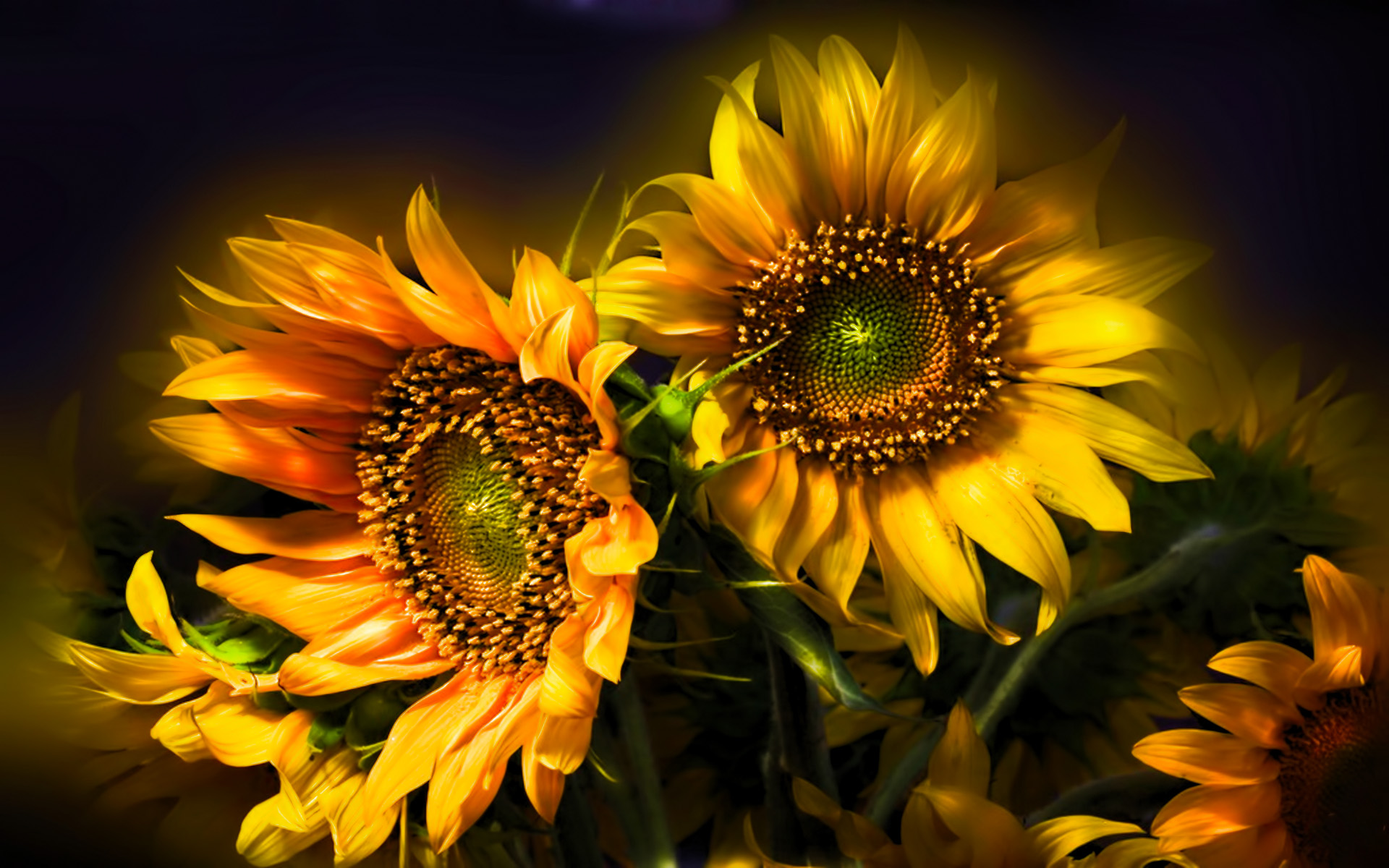 Laden Sie Sonnenblume HD-Desktop-Hintergründe herunter