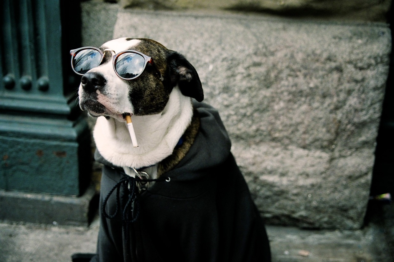 Free download wallpaper Funny, Dog, Animal, Sunglasses, Humor on your PC desktop