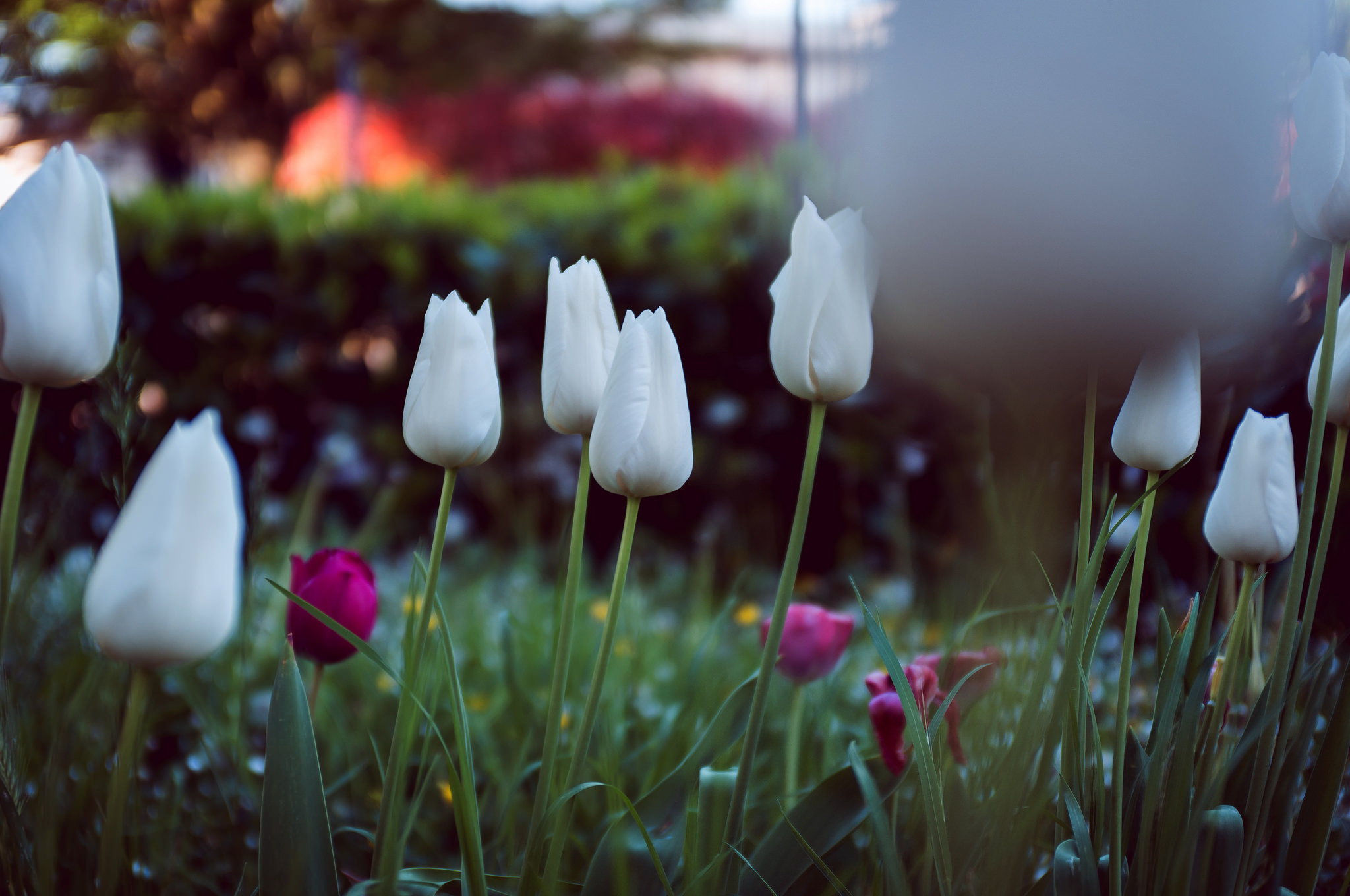 Laden Sie das Natur, Blumen, Blume, Tulpe, Weiße Blume, Erde/natur-Bild kostenlos auf Ihren PC-Desktop herunter
