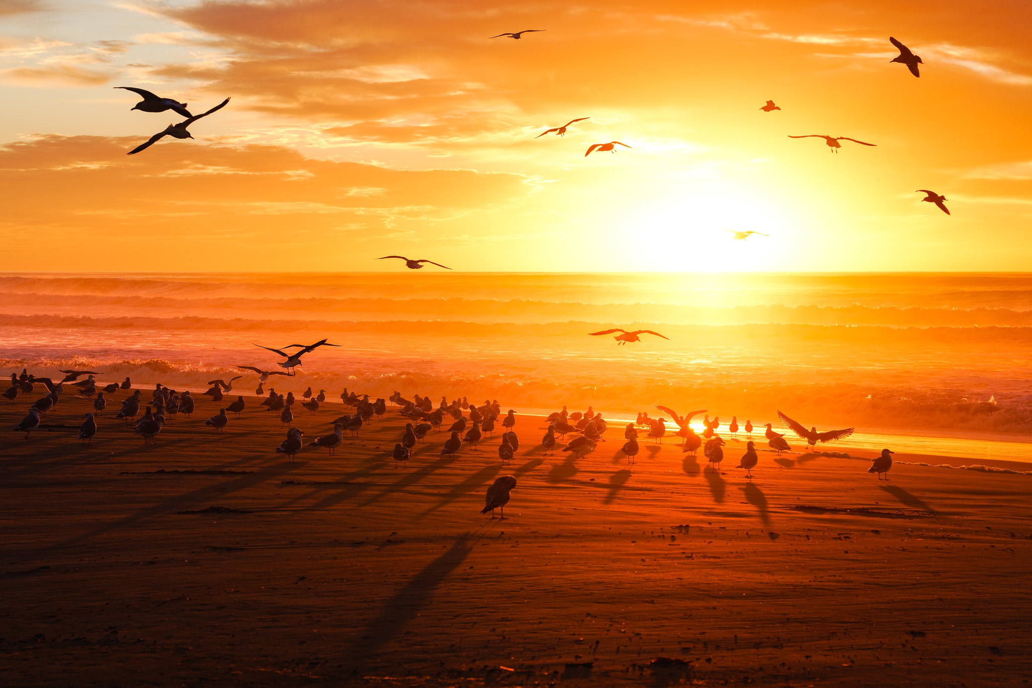 Download mobile wallpaper Birds, Sunset, Horizon, Bird, Animal, Flock Of Birds for free.