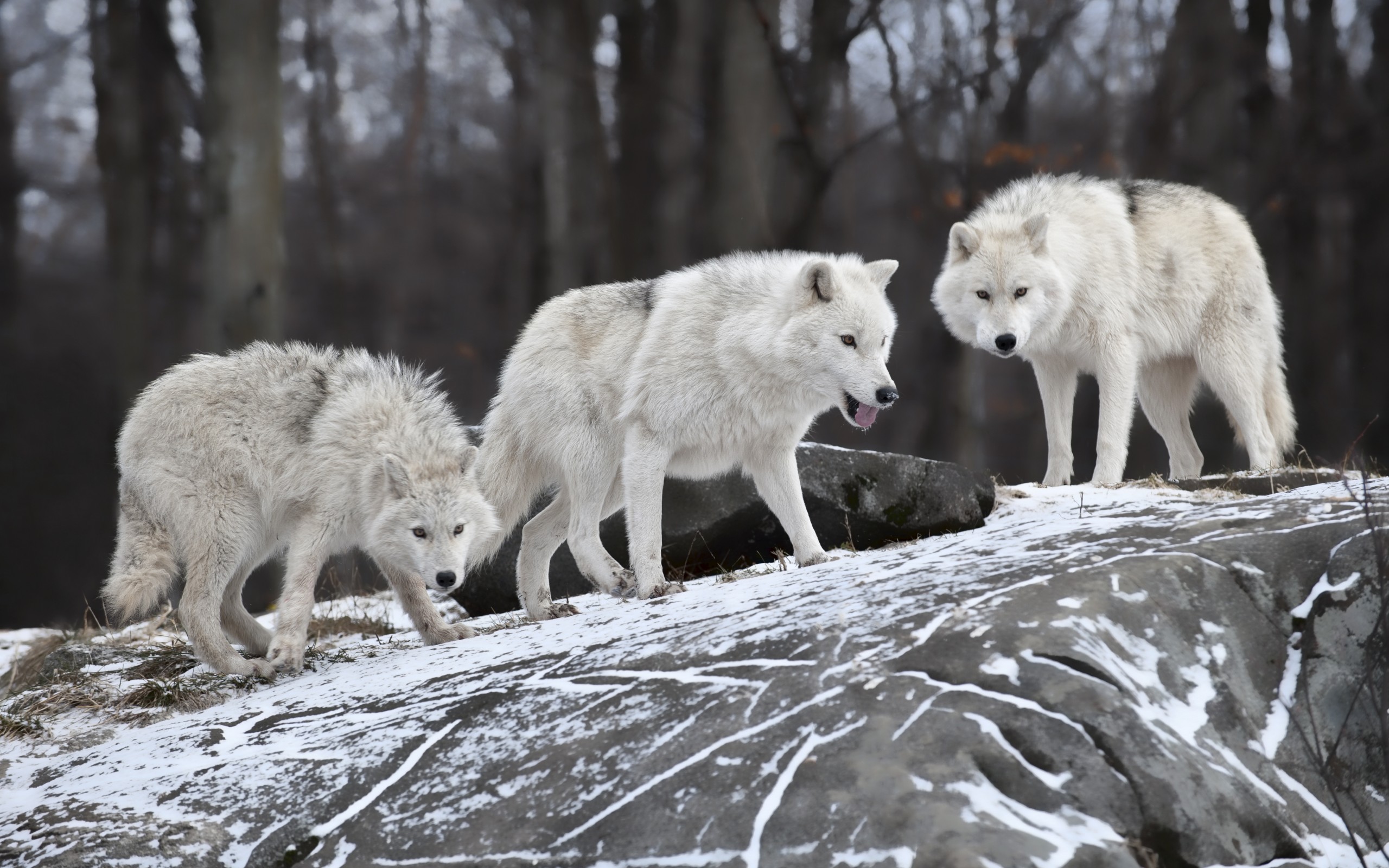 Téléchargez gratuitement l'image Animaux, Loup sur le bureau de votre PC