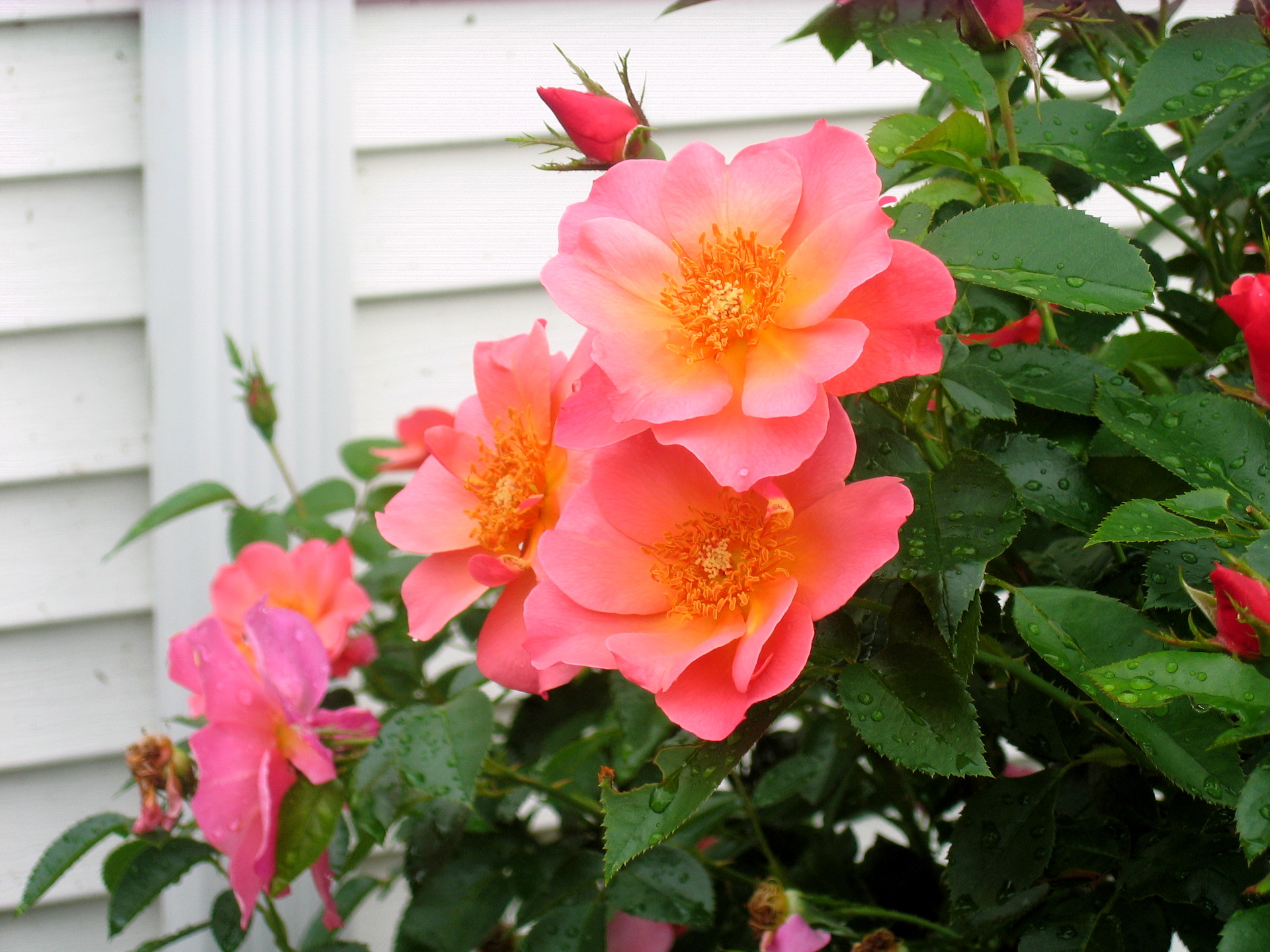 Laden Sie das Blumen, Blume, Rose, Erde/natur-Bild kostenlos auf Ihren PC-Desktop herunter