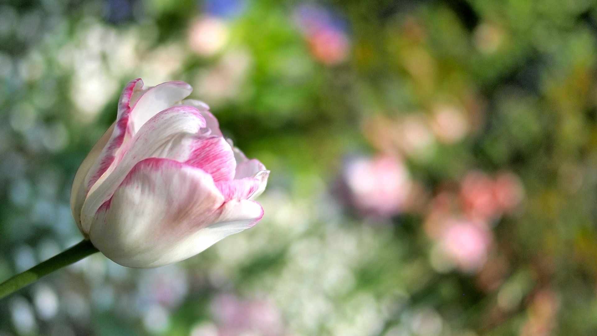 Laden Sie das Pflanze, Gestreift, Tulip, Blume, Makro, Tulpe-Bild kostenlos auf Ihren PC-Desktop herunter