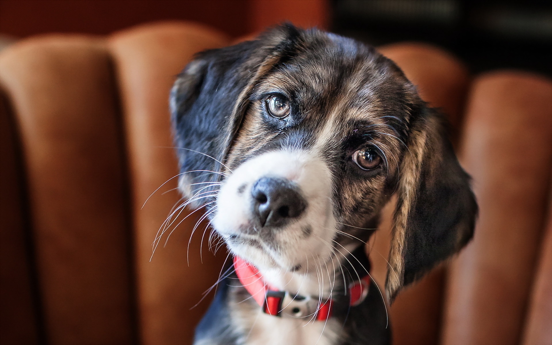 Baixar papel de parede para celular de Animais, Cães, Cão gratuito.