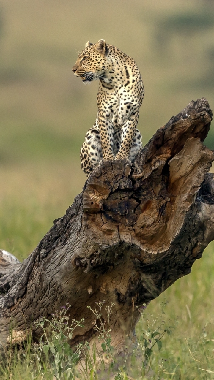 Download mobile wallpaper Cats, Leopard, Animal, Depth Of Field for free.