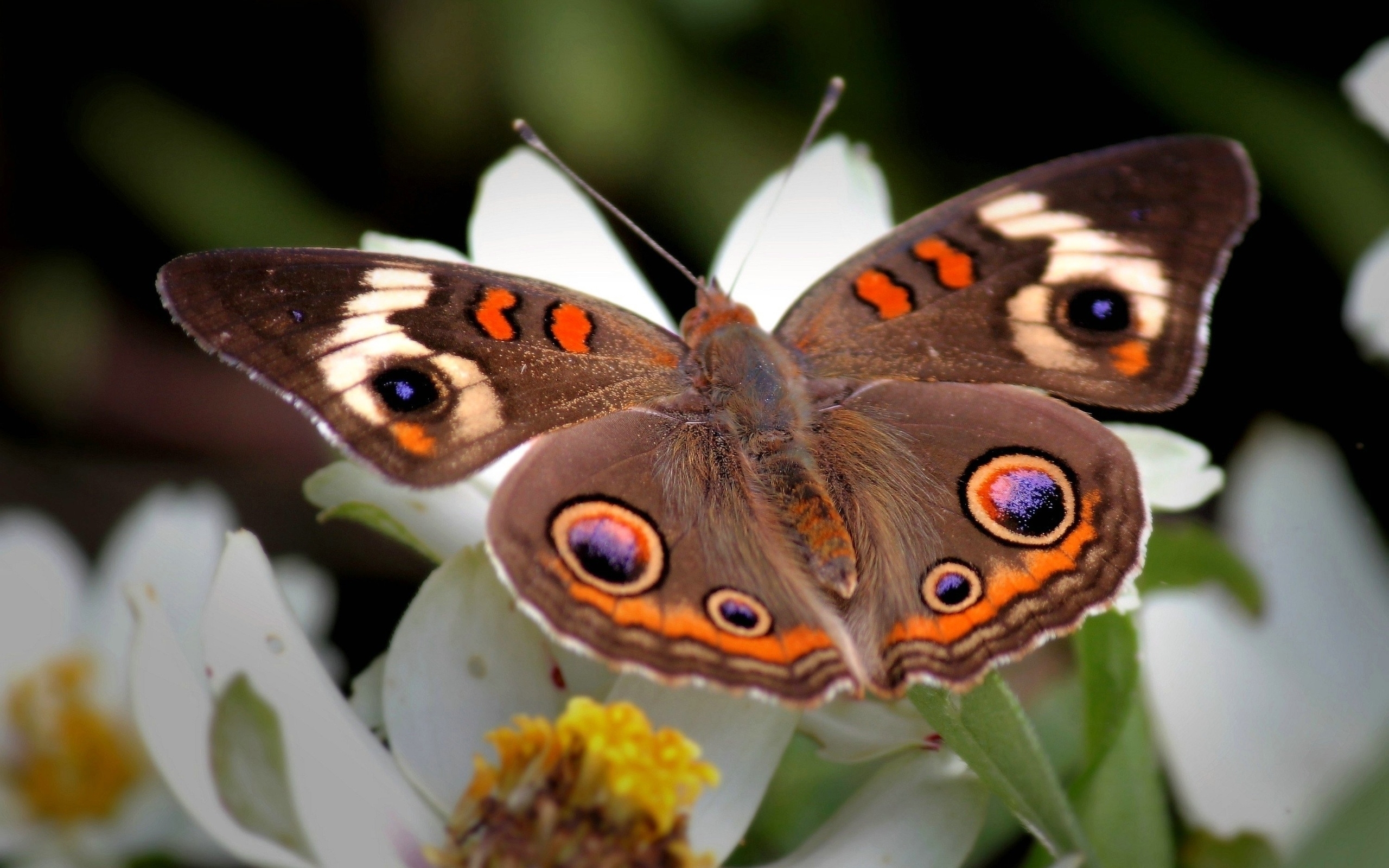 Descarga gratuita de fondo de pantalla para móvil de Animales, Mariposa.