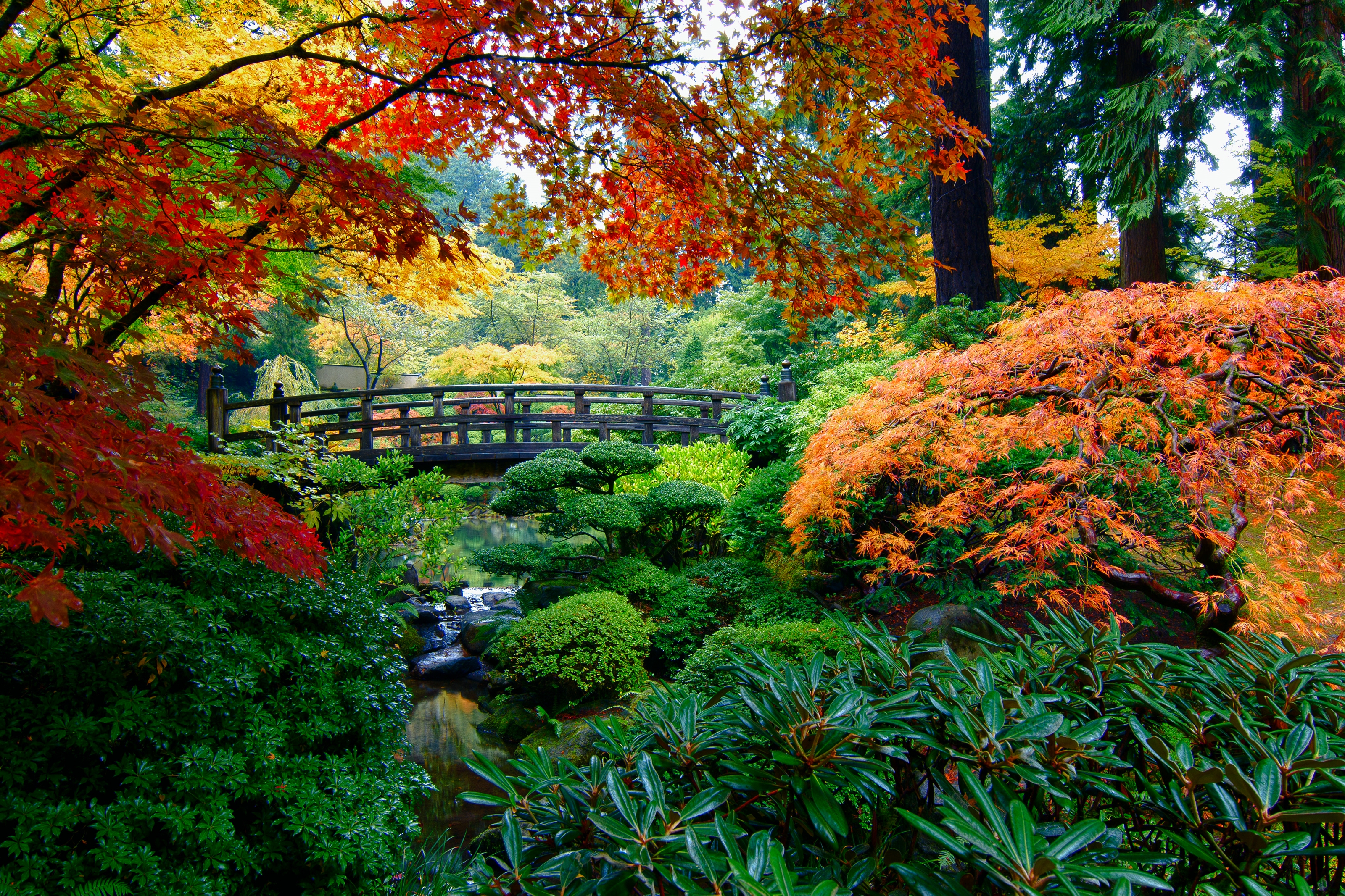 736179画像をダウンロードマンメイド, 日本庭園, 橋, 秋, 公園, 木-壁紙とスクリーンセーバーを無料で