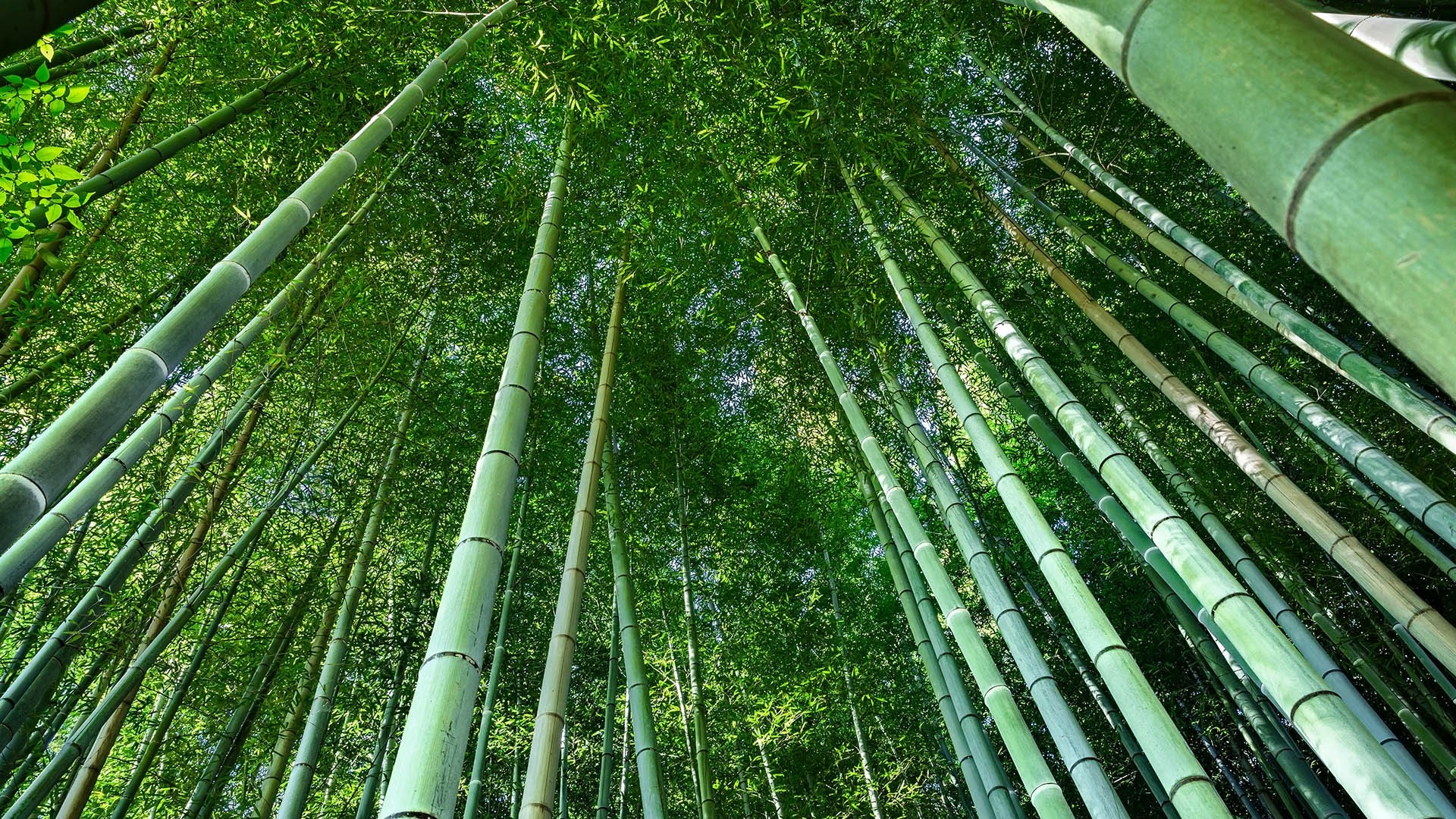 Скачать обои бесплатно Лес, Бамбук, Земля/природа картинка на рабочий стол ПК