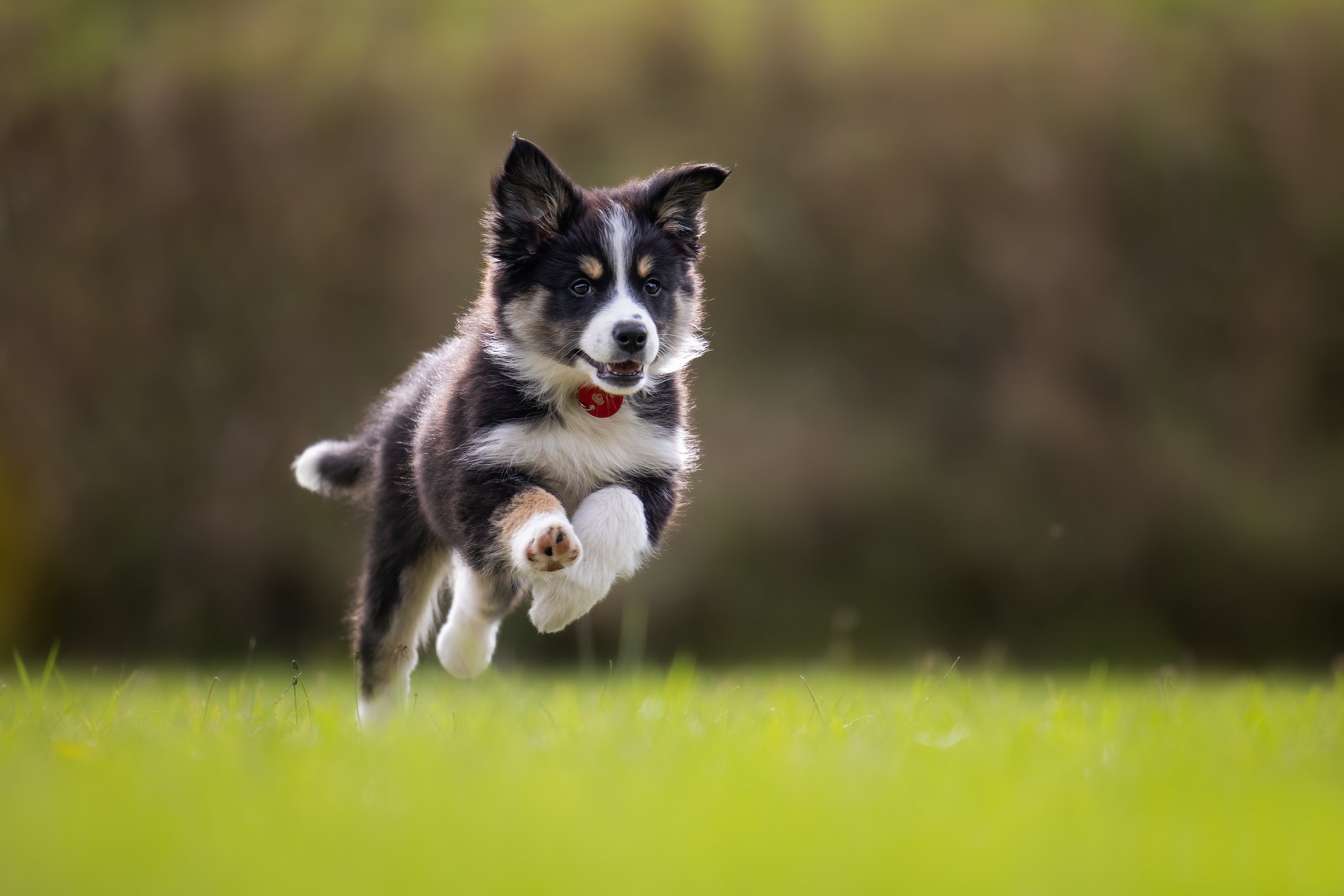 Download mobile wallpaper Dogs, Dog, Animal, Puppy, Border Collie, Baby Animal for free.