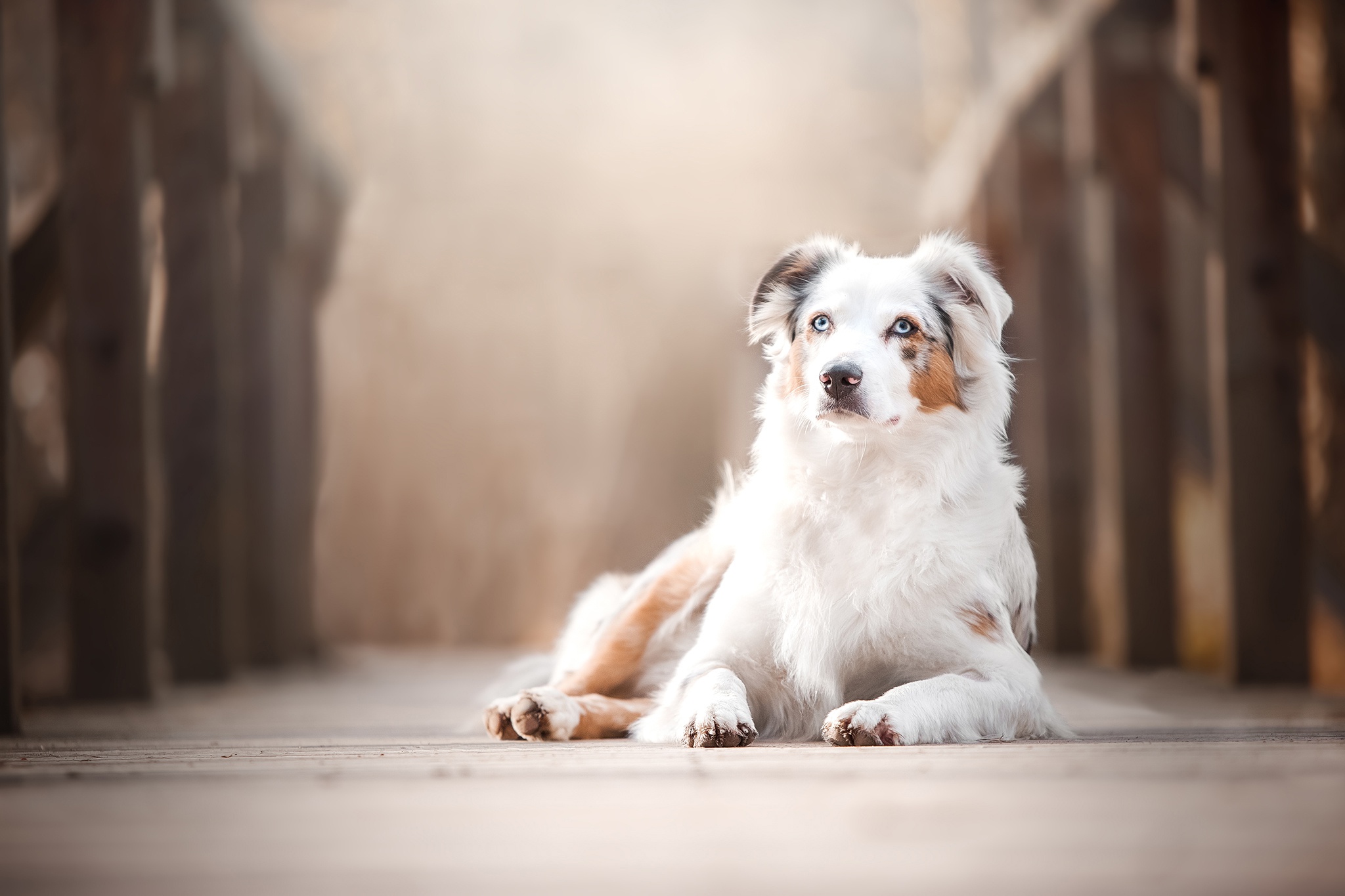 Download mobile wallpaper Dogs, Dog, Animal, Australian Shepherd for free.