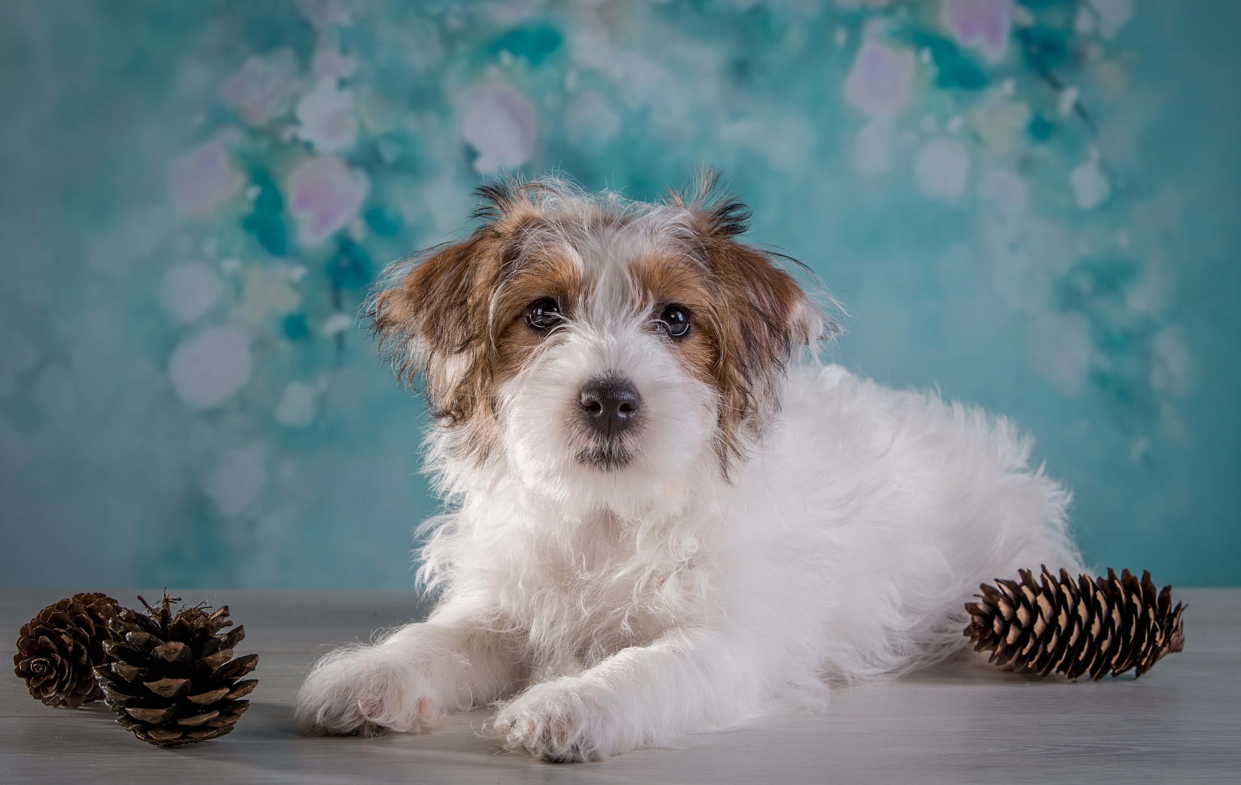 animal, terrier, dog, pine cone, dogs