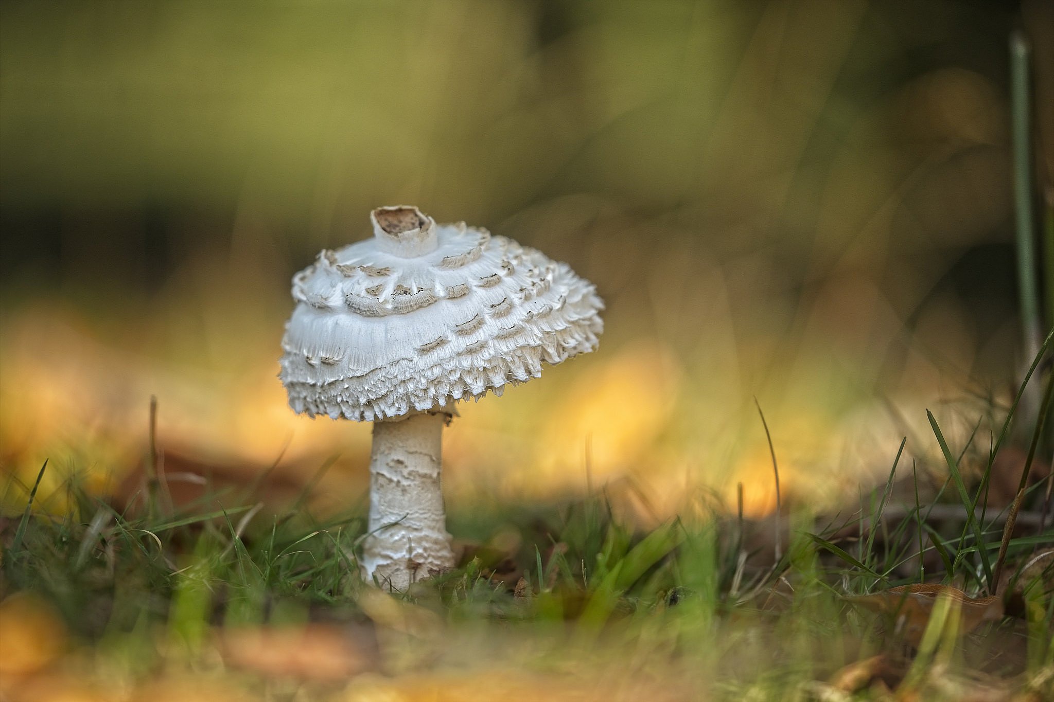 Free download wallpaper Nature, Macro, Earth, Mushroom on your PC desktop