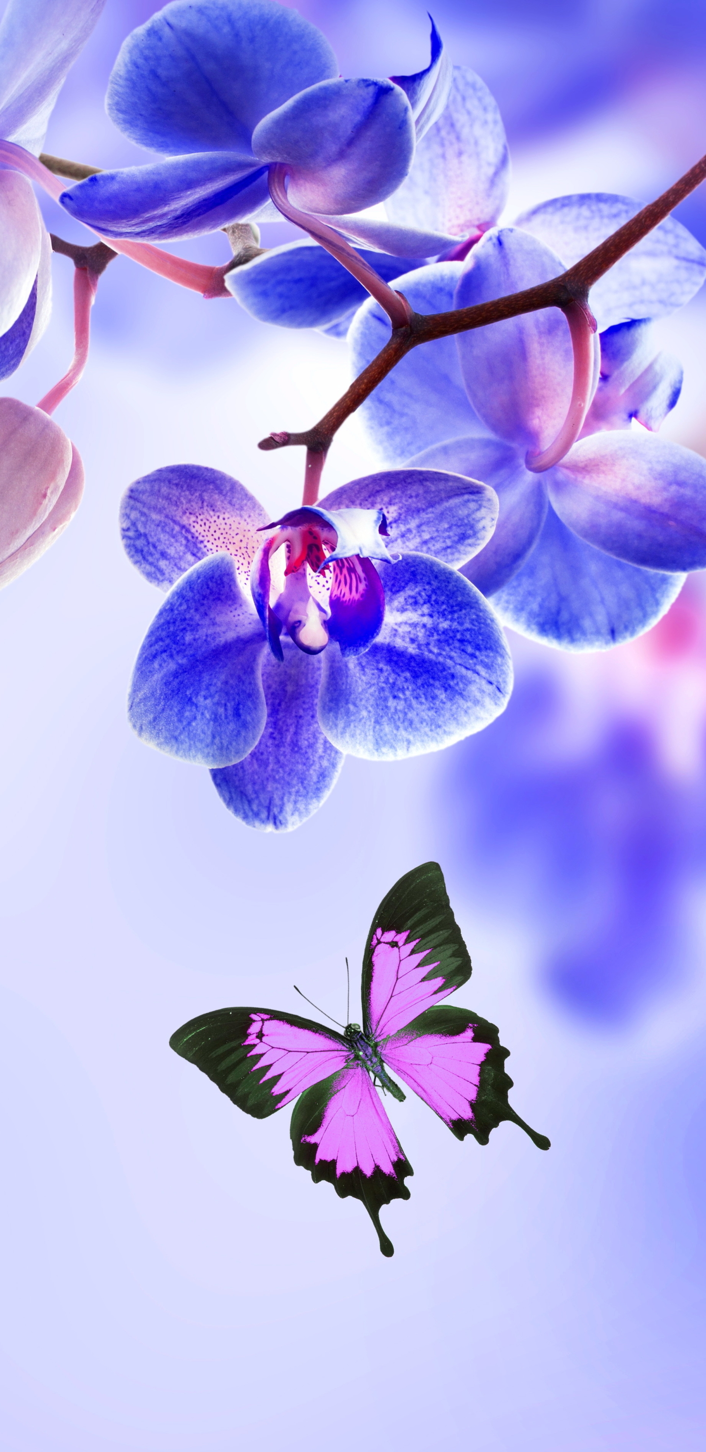 Handy-Wallpaper Schmetterlinge, Blumen, Blume, Schmetterling, Orchidee, Erde/natur, Blaue Blume kostenlos herunterladen.