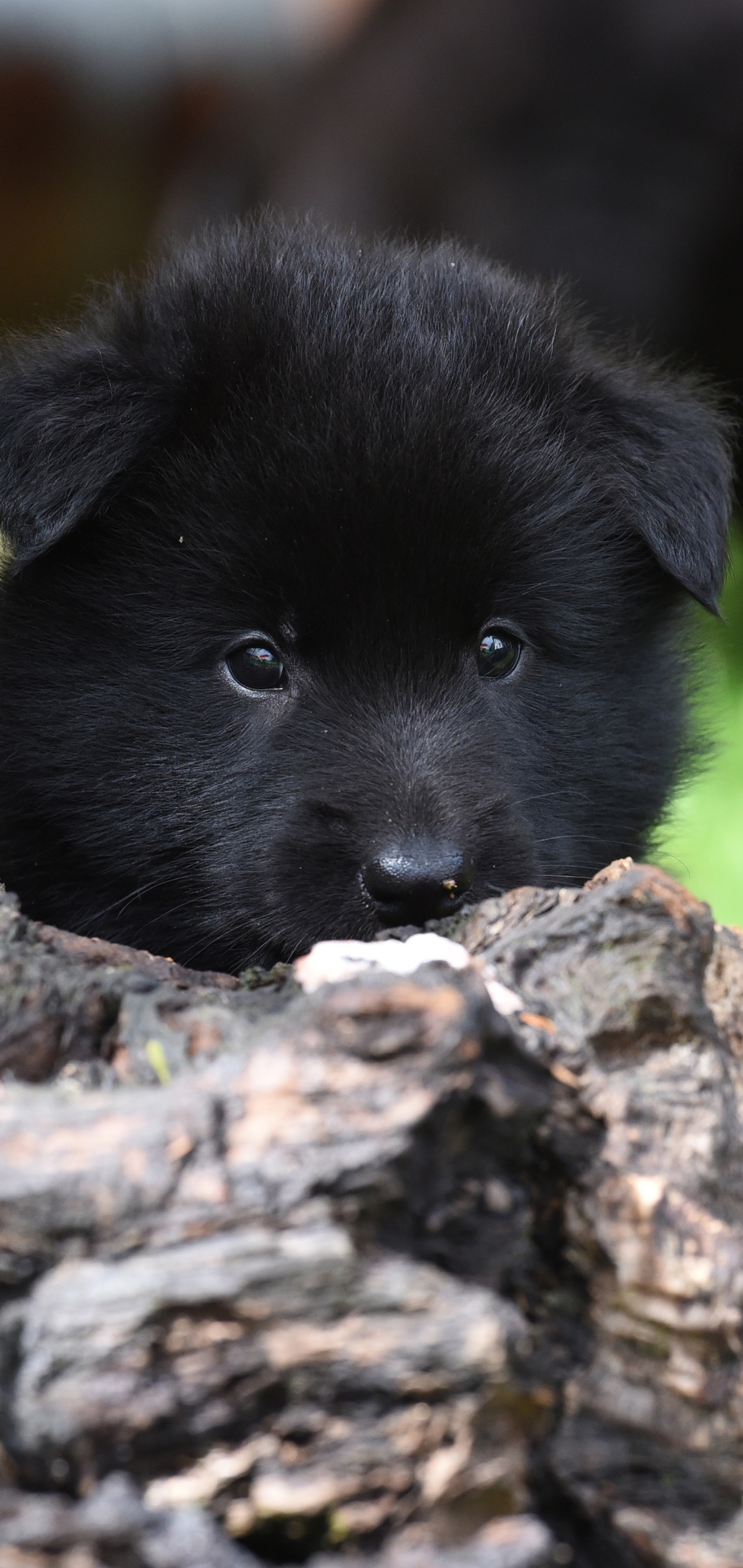 Download mobile wallpaper Dogs, Dog, Animal, Puppy, Belgian Shepherd, Baby Animal for free.