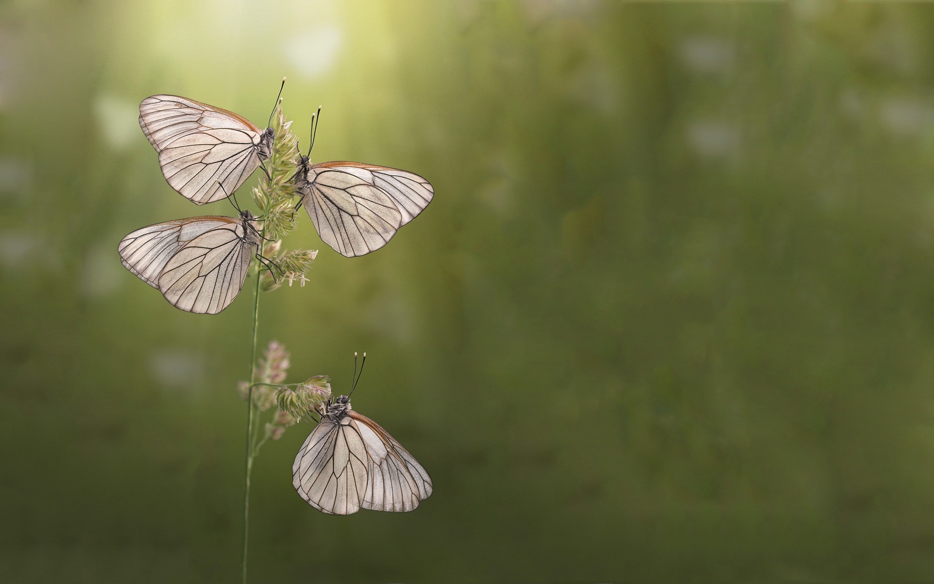 Téléchargez gratuitement l'image Animaux, Insecte, Papillon sur le bureau de votre PC