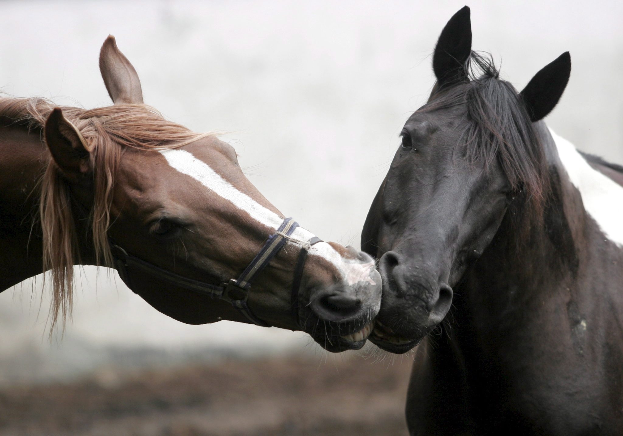 animals, horses, couple, pair, mane, head, care, tenderness, kiss