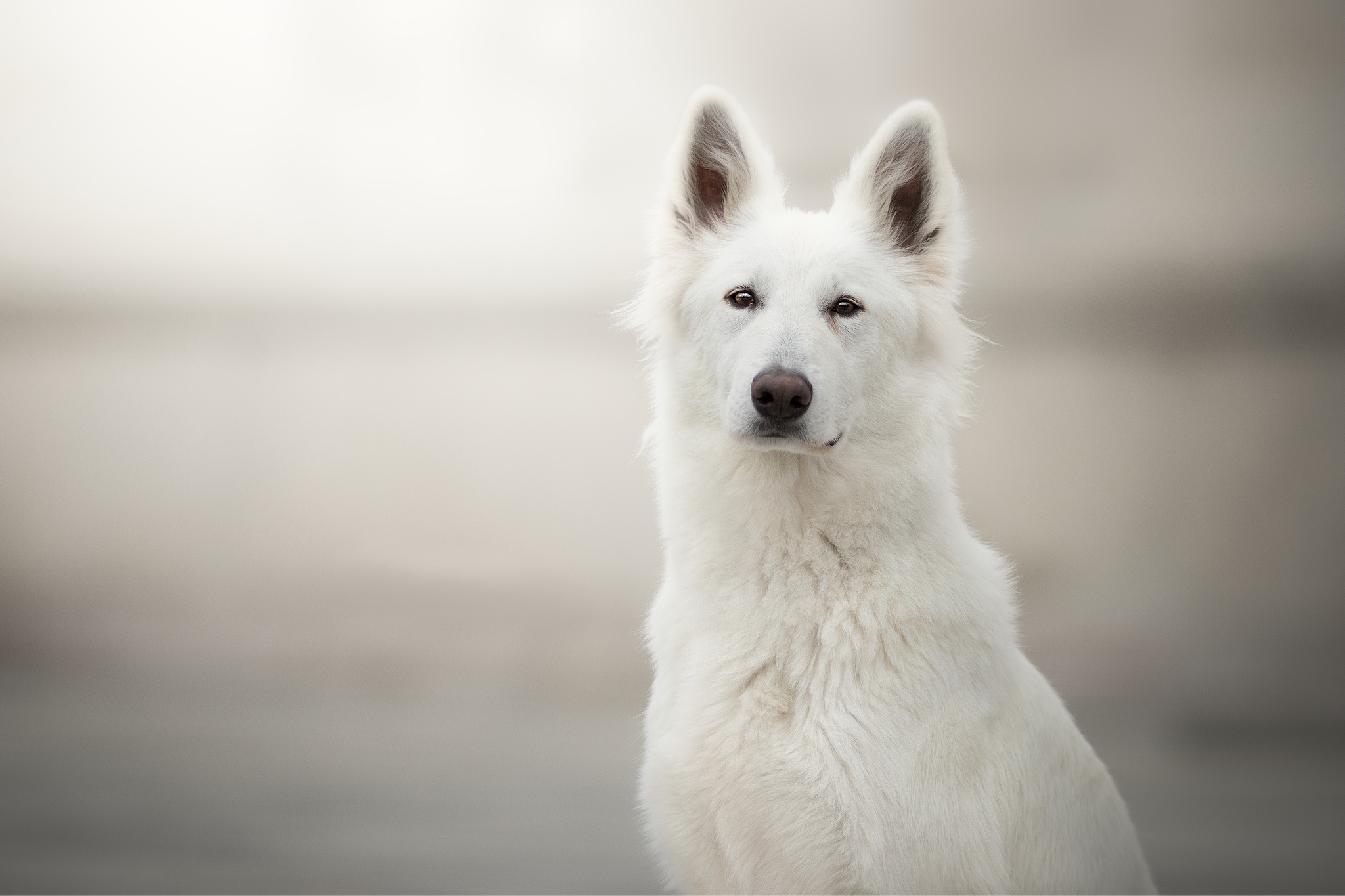 Download mobile wallpaper Dogs, Dog, Animal, Berger Blanc Suisse for free.