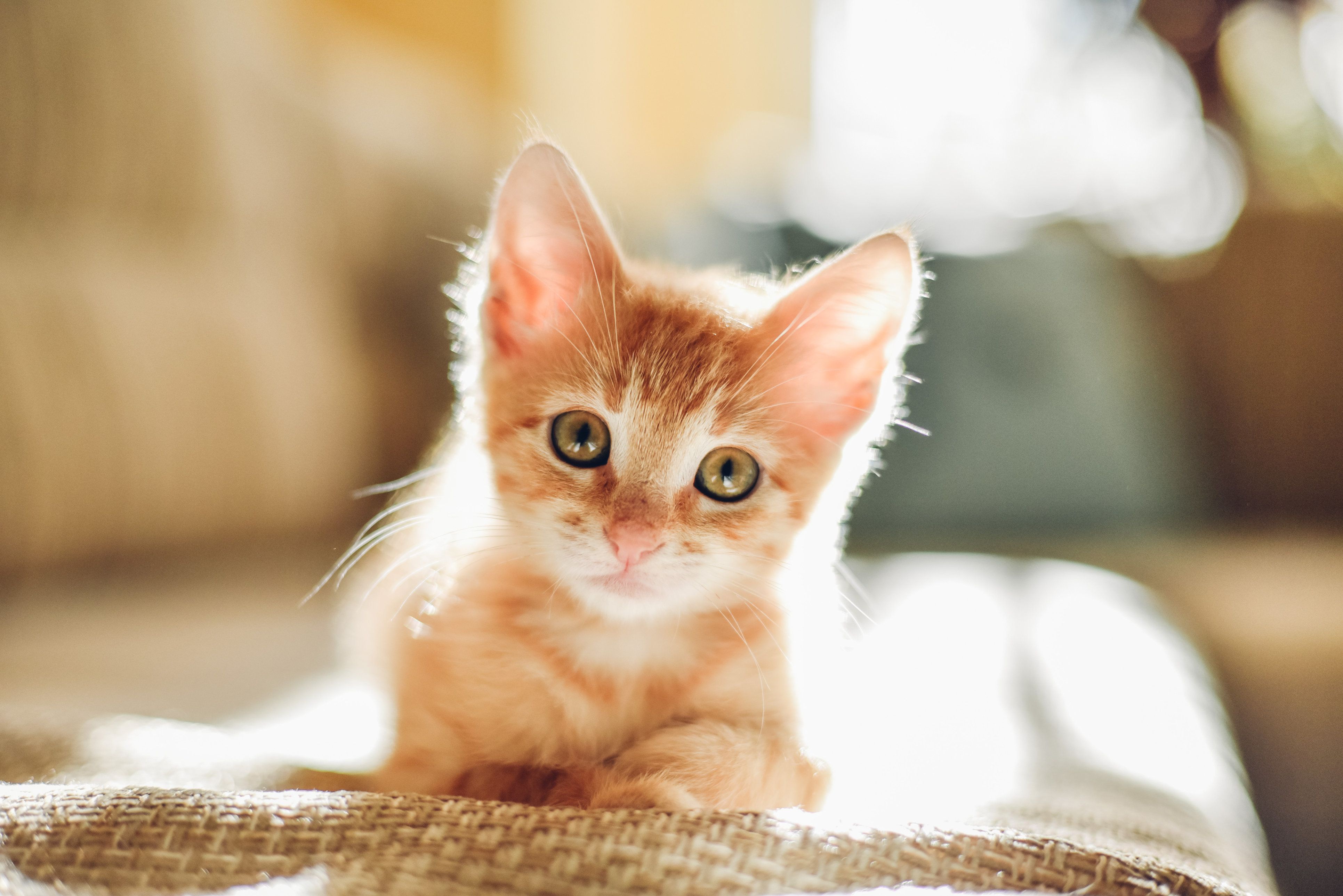 Download mobile wallpaper Cats, Cat, Kitten, Animal, Baby Animal for free.