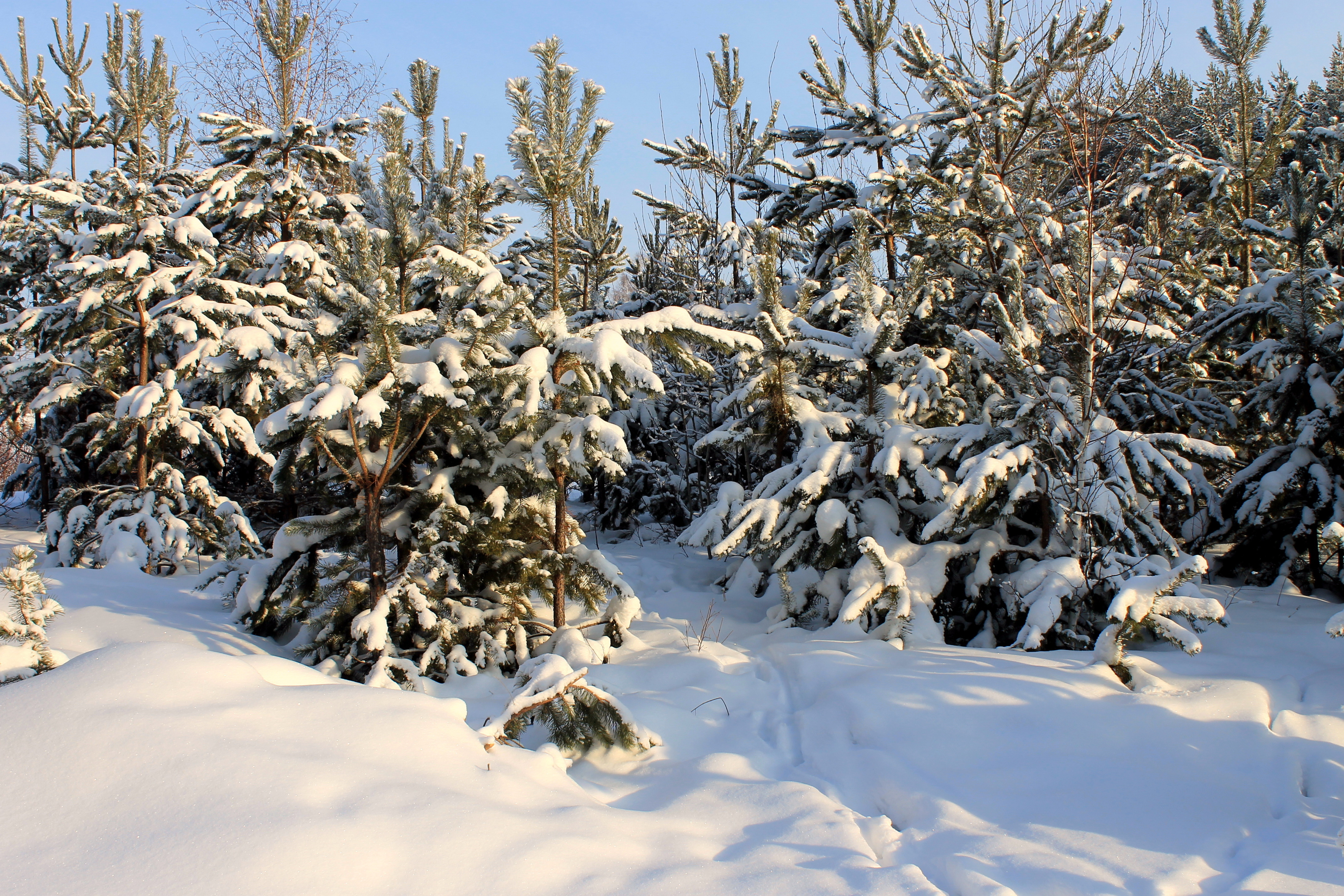 Téléchargez gratuitement l'image Hiver, Terre/nature sur le bureau de votre PC