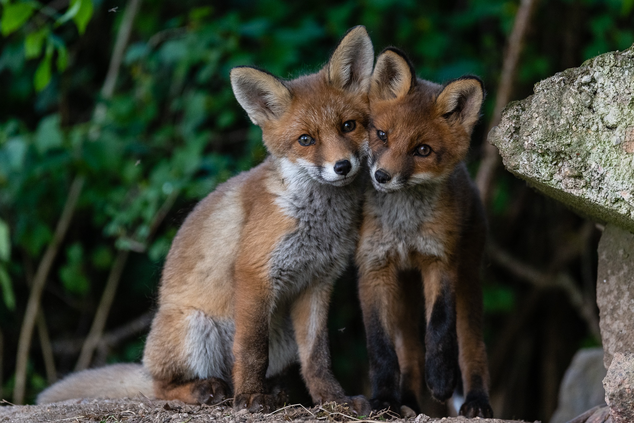 Free download wallpaper Fox, Animal, Baby Animal on your PC desktop