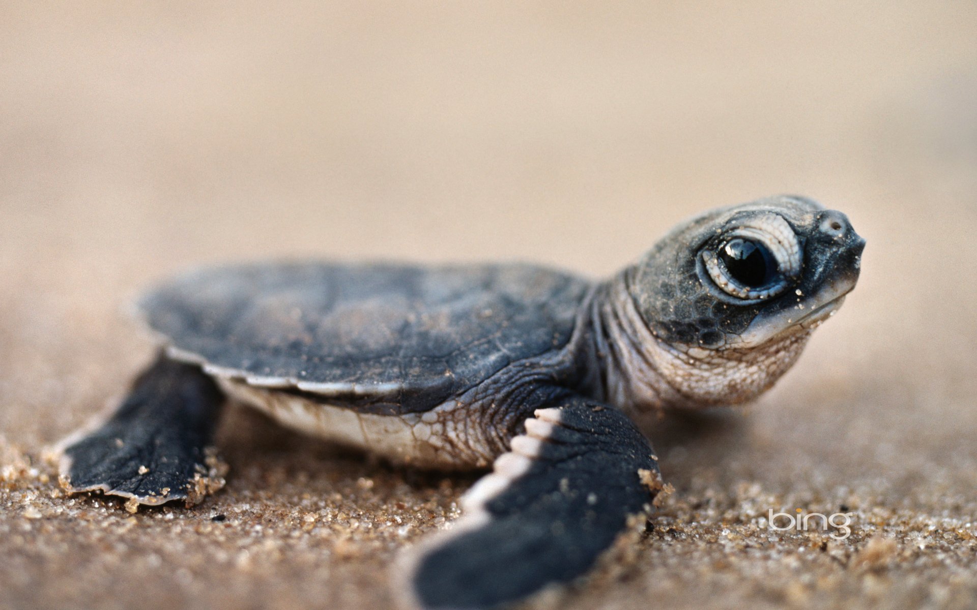 237933 Bild herunterladen tiere, schildkröte, schildkröten - Hintergrundbilder und Bildschirmschoner kostenlos