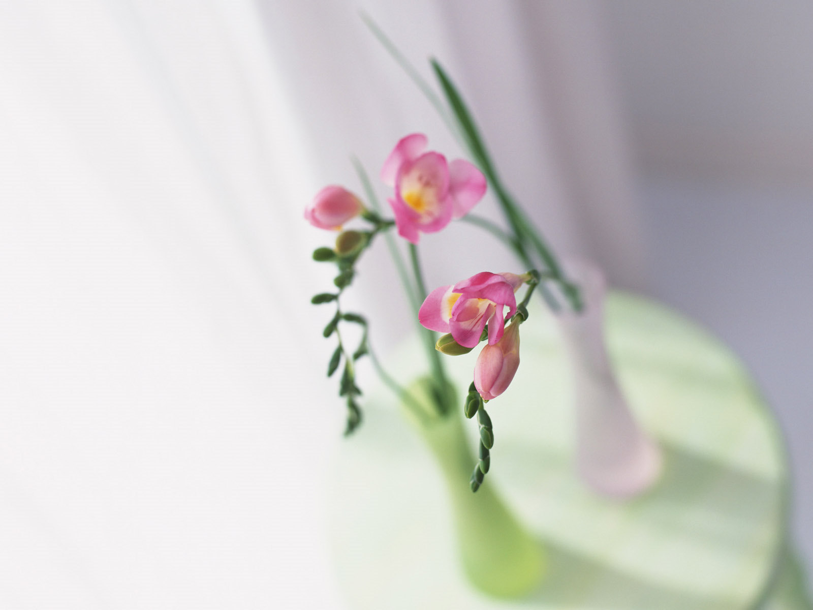 still life, plants, flowers HD wallpaper
