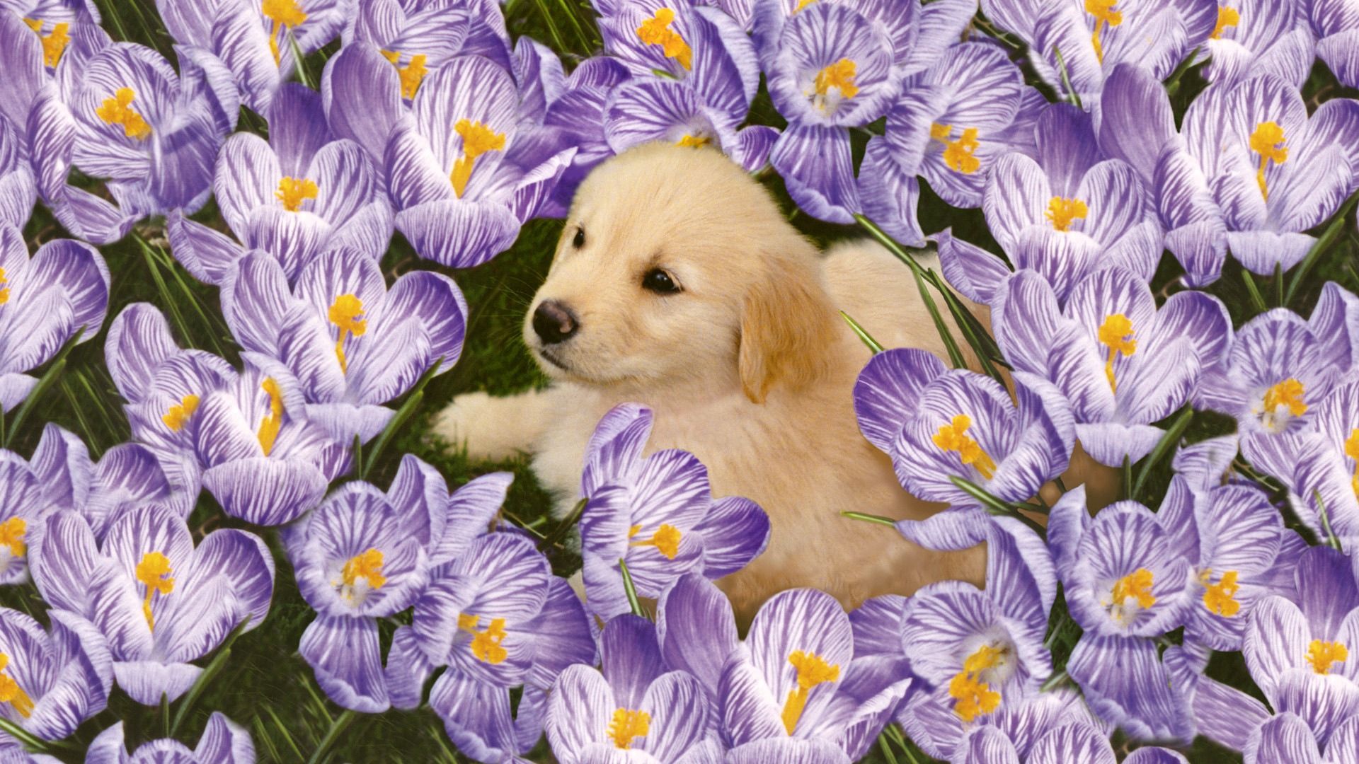 Free download wallpaper Puppy, Animals, Flowers, Labrador on your PC desktop