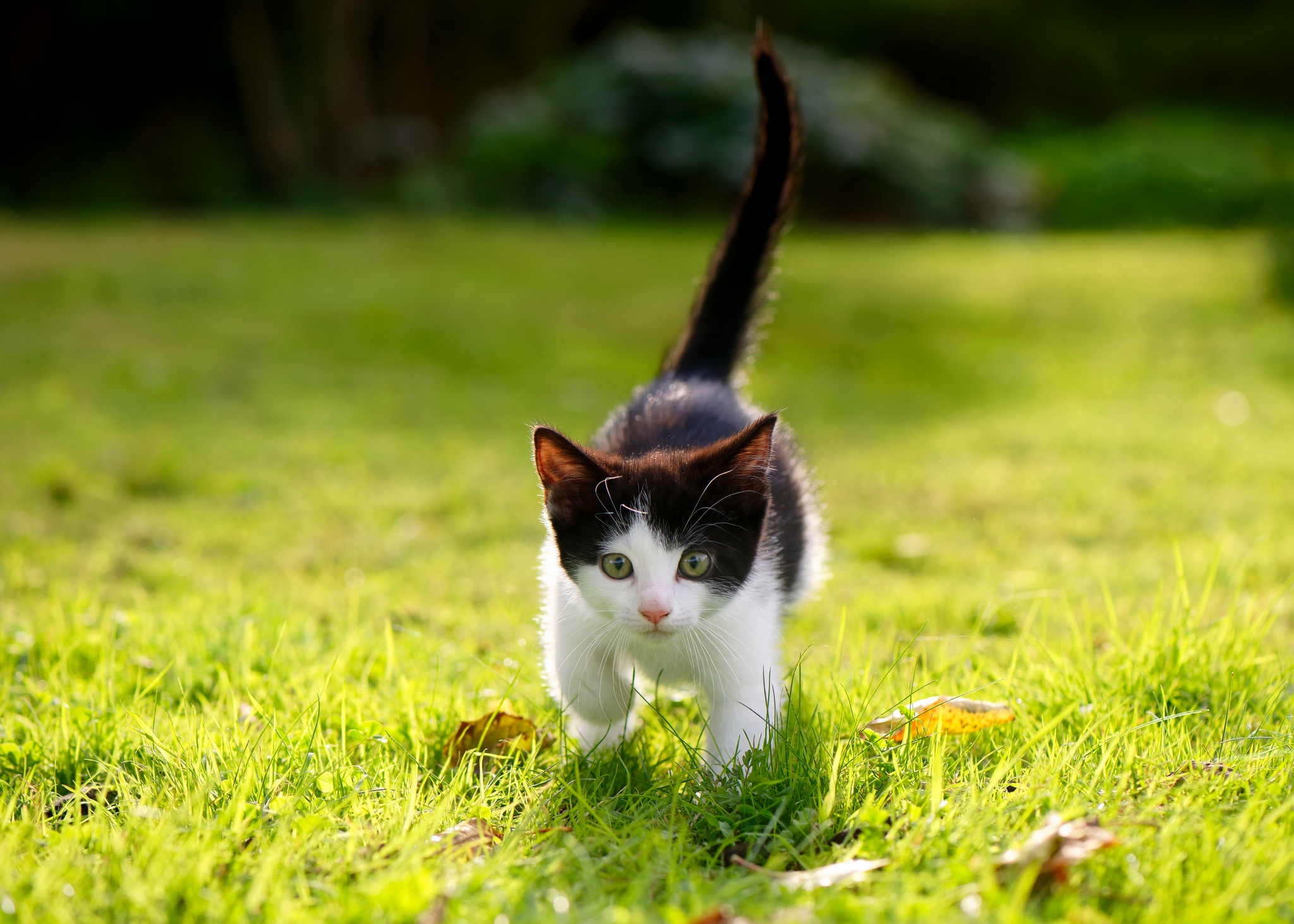 Laden Sie das Tiere, Katzen, Katze, Kätzchen, Sonnig, Gras-Bild kostenlos auf Ihren PC-Desktop herunter
