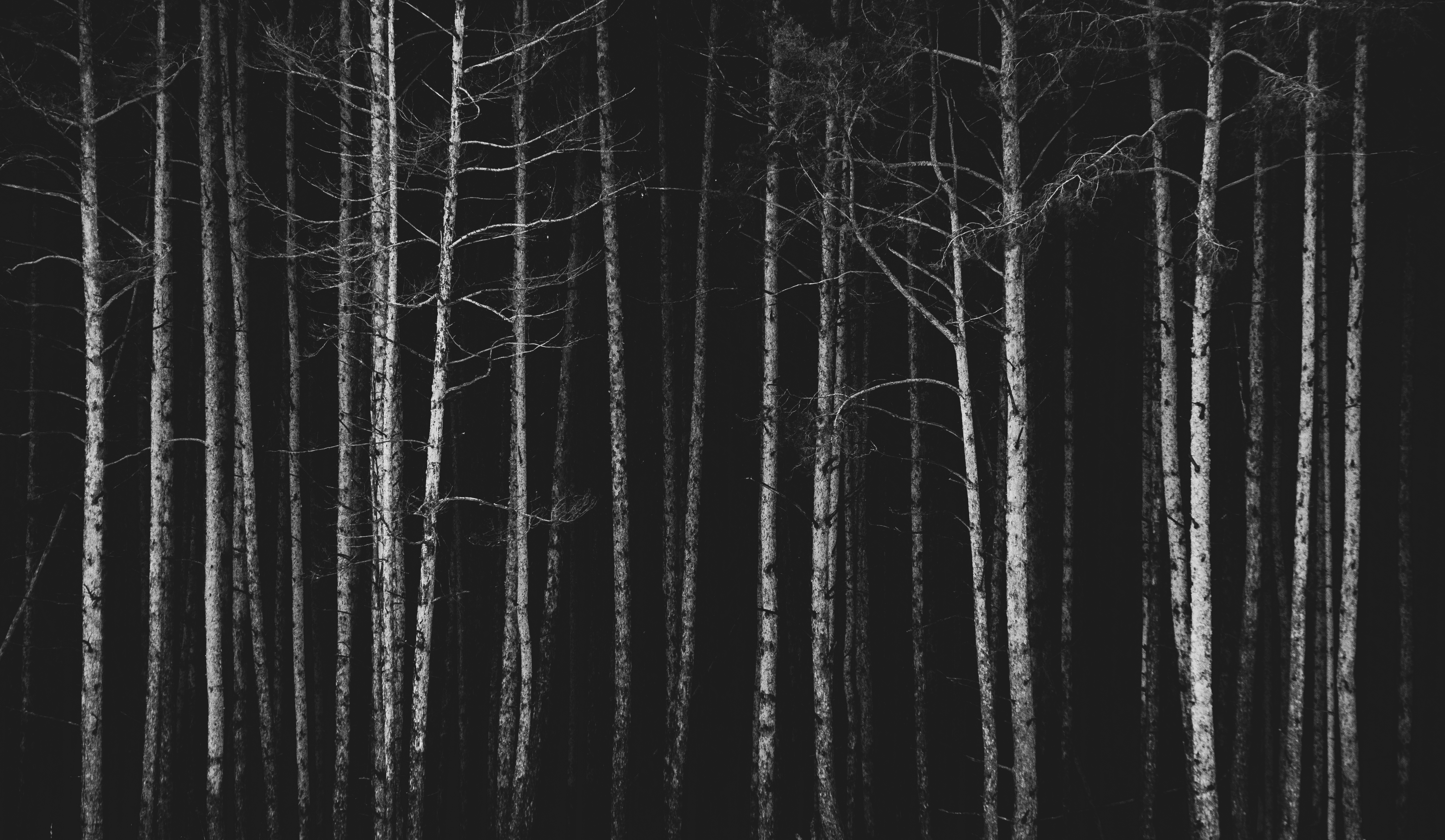 Download mobile wallpaper Forest, Trees, Bw, Chb, Nature, Dark for free.
