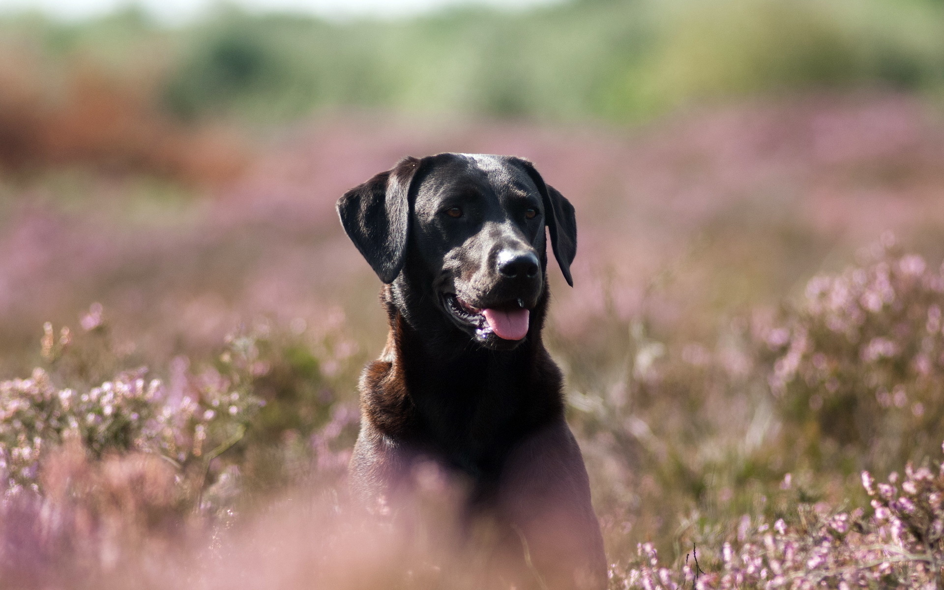 Handy-Wallpaper Hunde, Hund, Tiere kostenlos herunterladen.