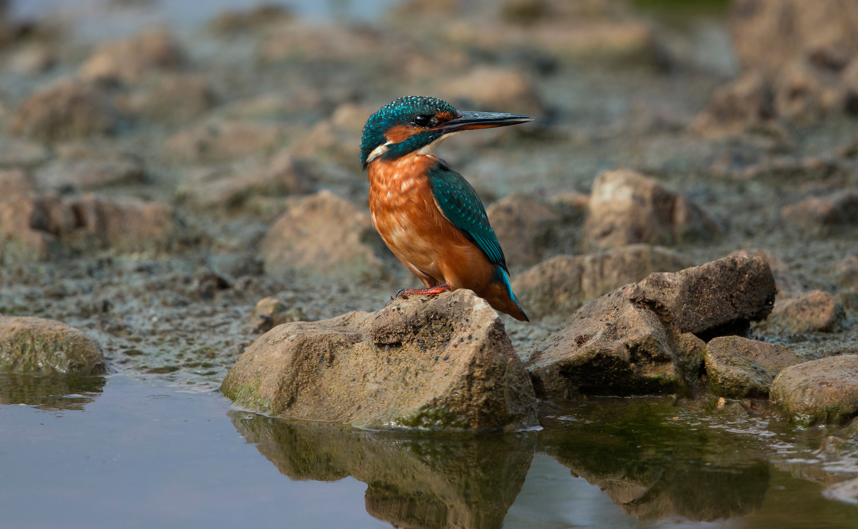 Baixe gratuitamente a imagem Animais, Aves, Pássaro, Guarda Rios na área de trabalho do seu PC