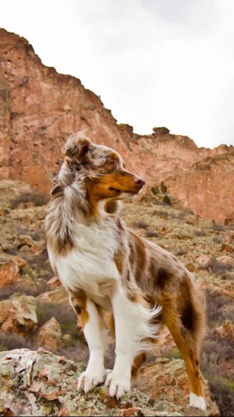 Handy-Wallpaper Tiere, Hunde, Hund kostenlos herunterladen.