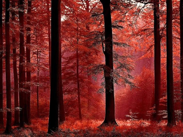 Скачать обои бесплатно Осень, Лес, Падать, Земля/природа картинка на рабочий стол ПК
