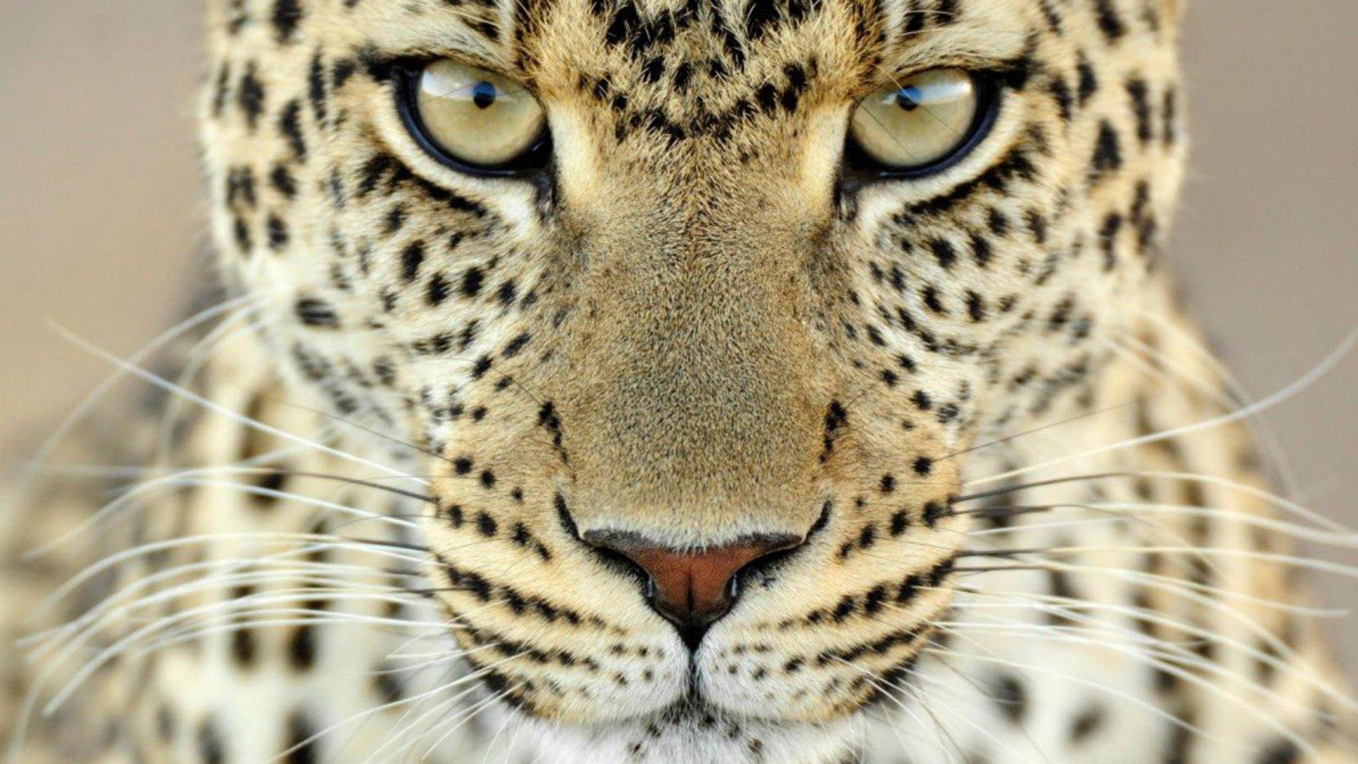 Descarga gratuita de fondo de pantalla para móvil de Animales, Gatos, Leopardo, De Cerca, Cara.