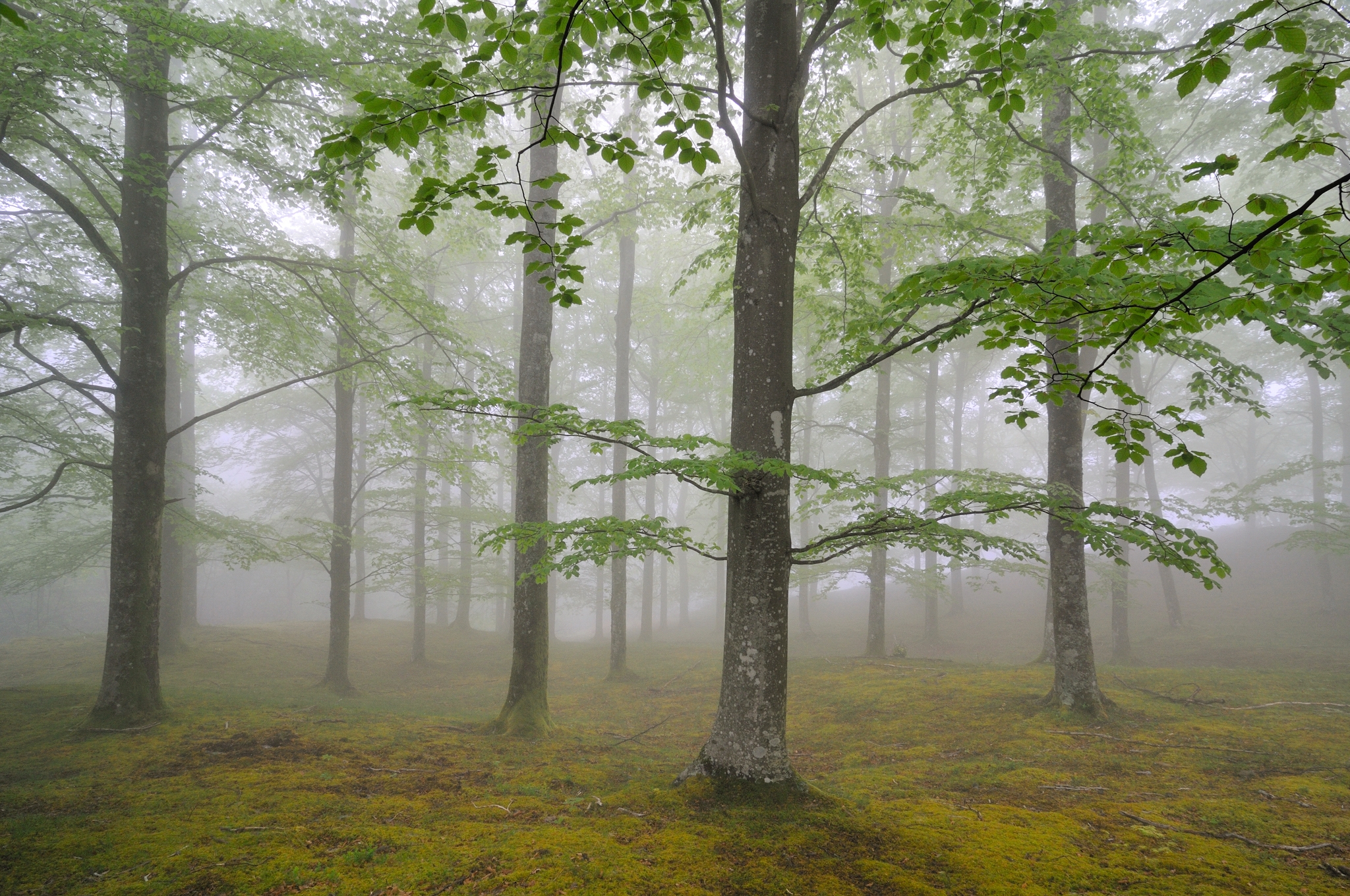 trees, forest, nature, fog, spring, may