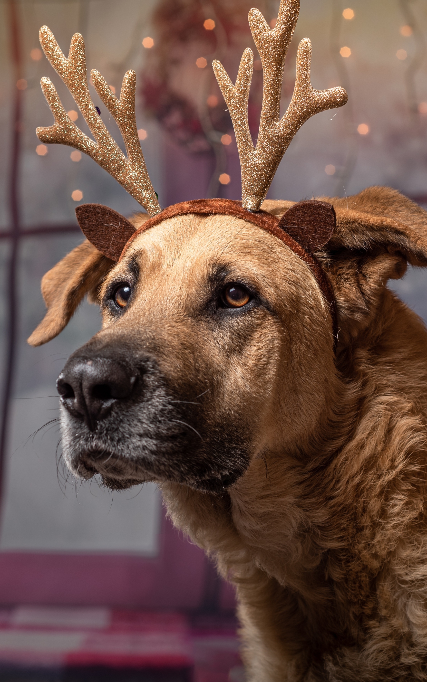 Baixe gratuitamente a imagem Animais, Cães, Cão na área de trabalho do seu PC