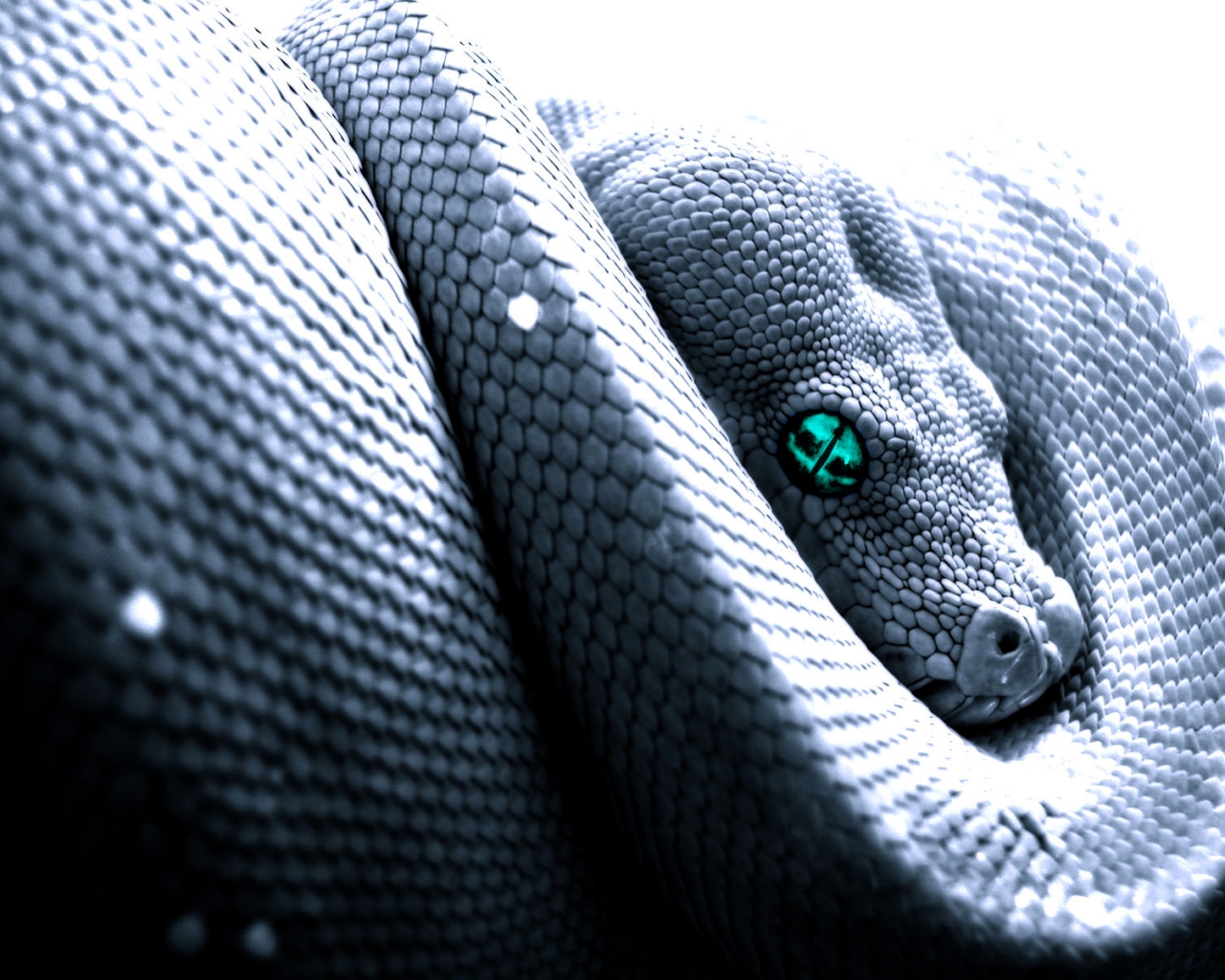 1481067 Hintergrundbild herunterladen tiere, python, schlange - Bildschirmschoner und Bilder kostenlos