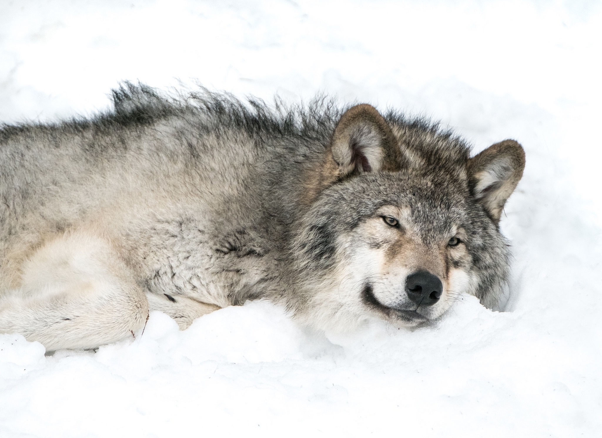 Скачать обои бесплатно Животные, Волки, Снег, Волк картинка на рабочий стол ПК